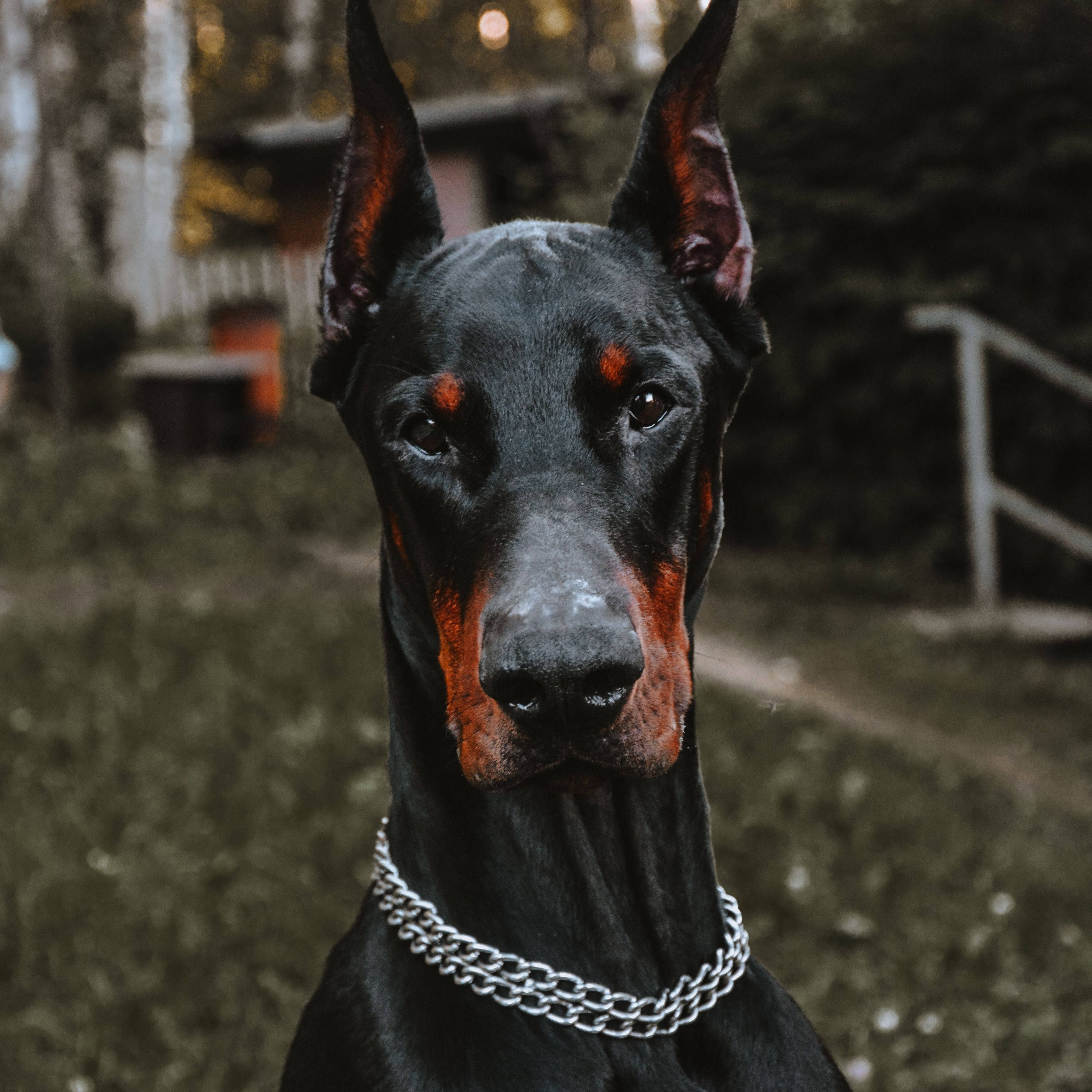 Doberman Pinscher, black and rust, red markings, 2K Desktop Wallpaper
