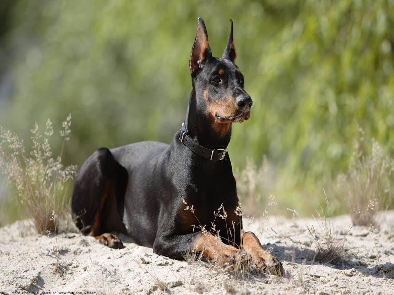 Doberman Pinscher, sleek black and tan, sunlit sandy ground, HD Desktop Wallpaper