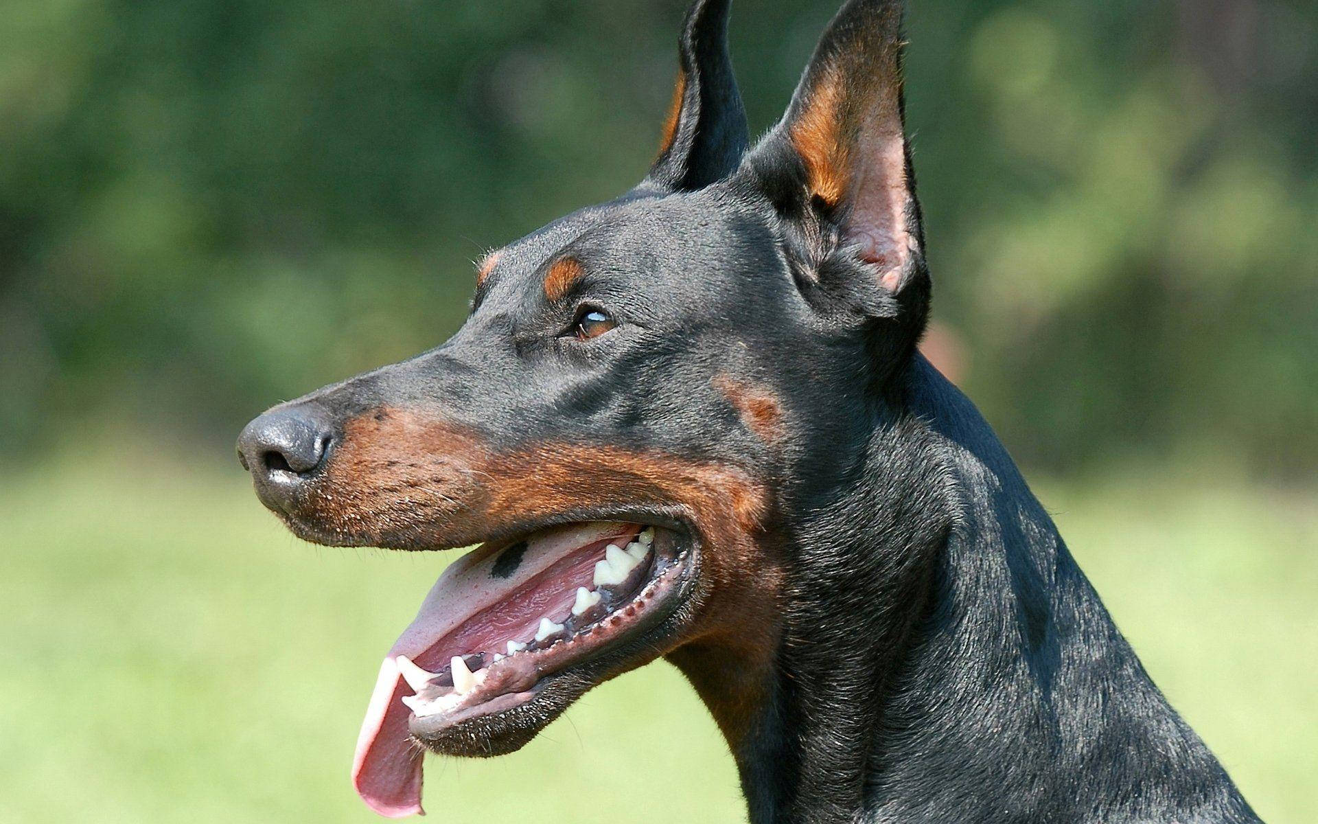 Doberman Pinscher, black and rust, sunlit grassy field, Full HD Desktop Wallpaper