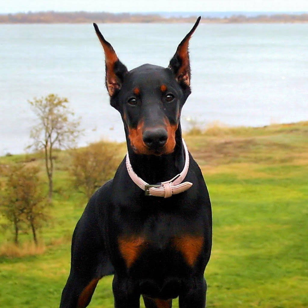 Doberman Pinscher, black, tan markings, SD Desktop Wallpaper
