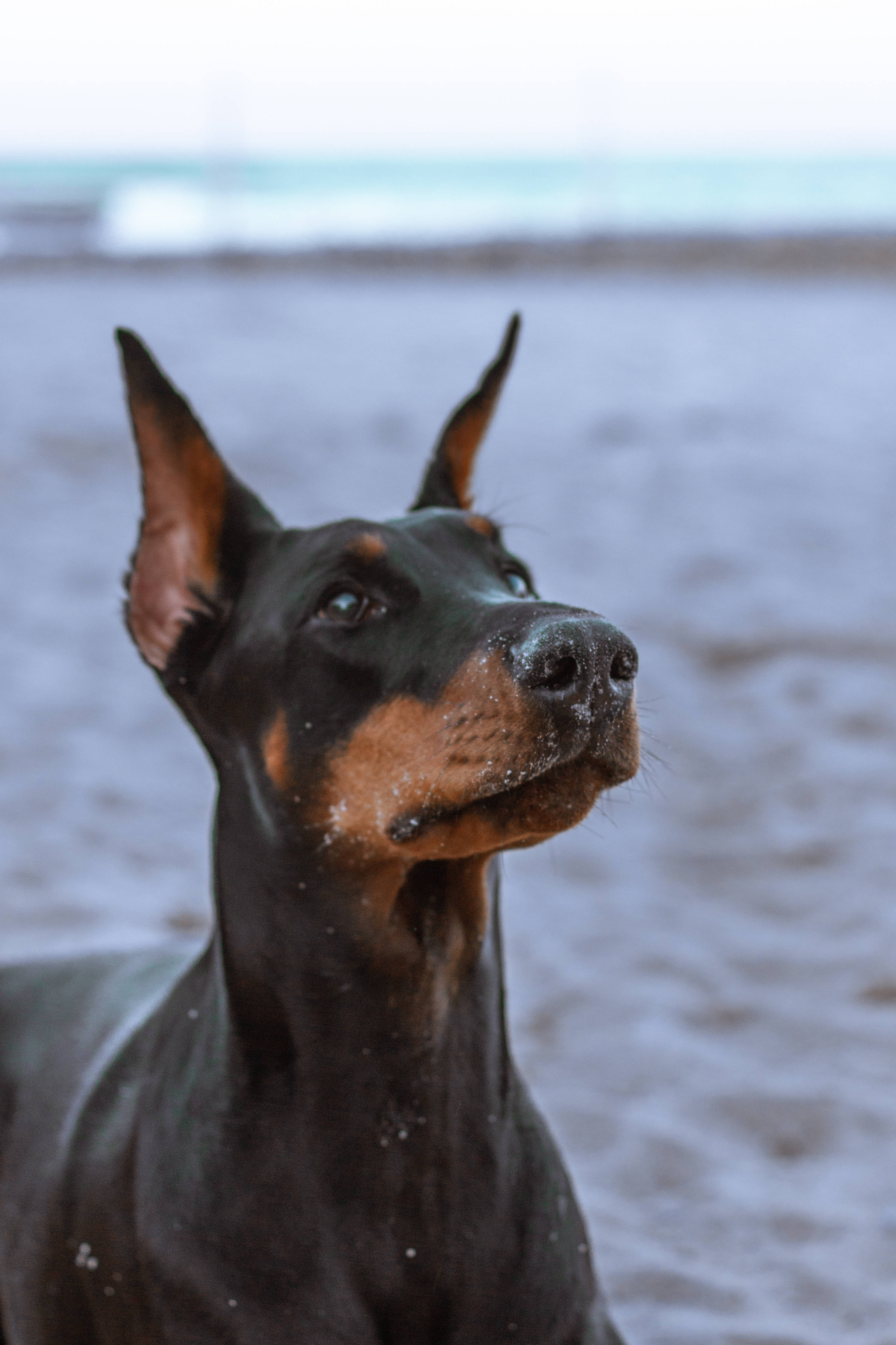 Doberman Pinscher, black and tan, alert ears, 4K Phone Wallpaper