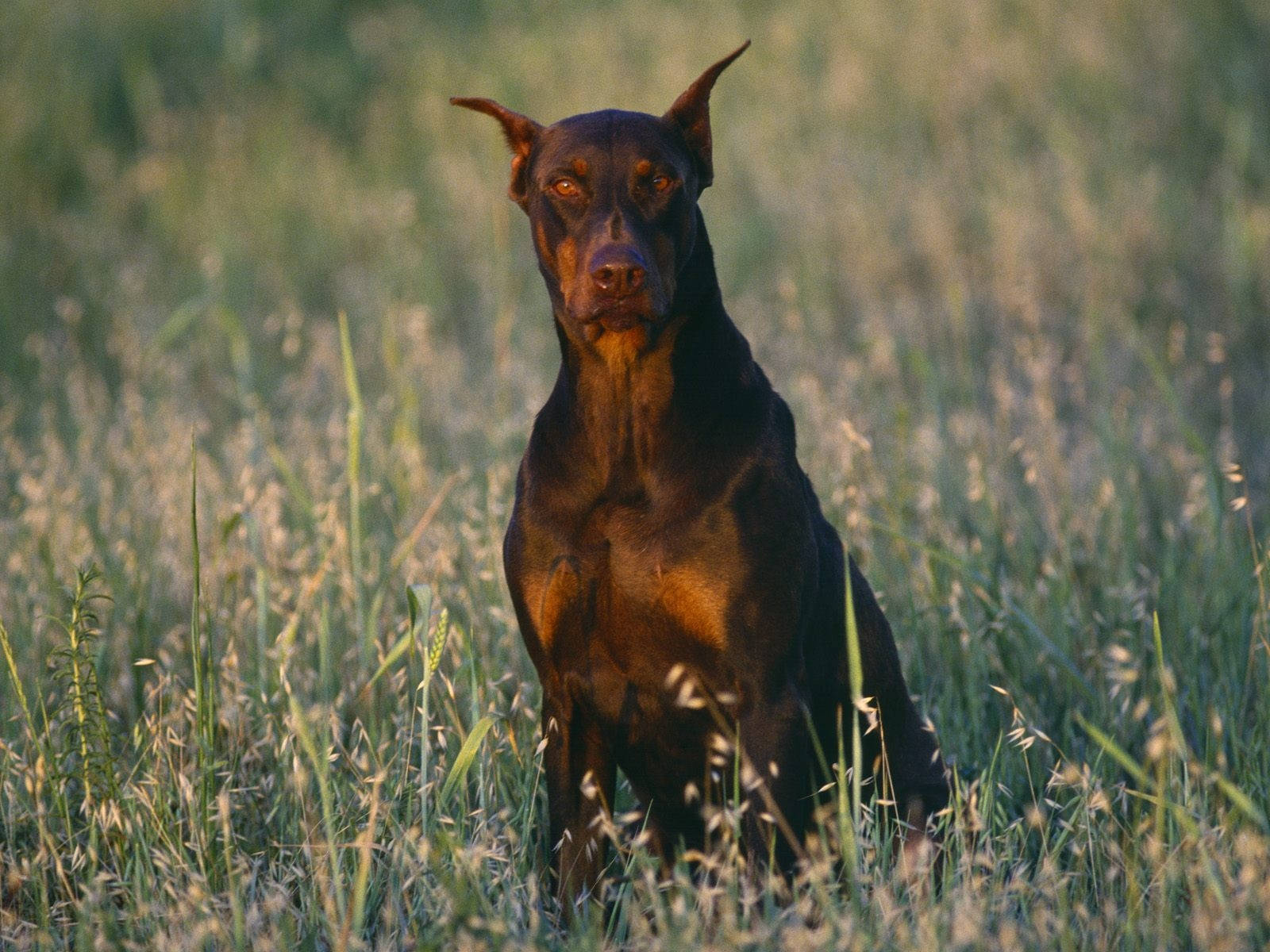 Doberman Pinscher, sleek black and tan, tall sunlit grass, HD Desktop Wallpaper
