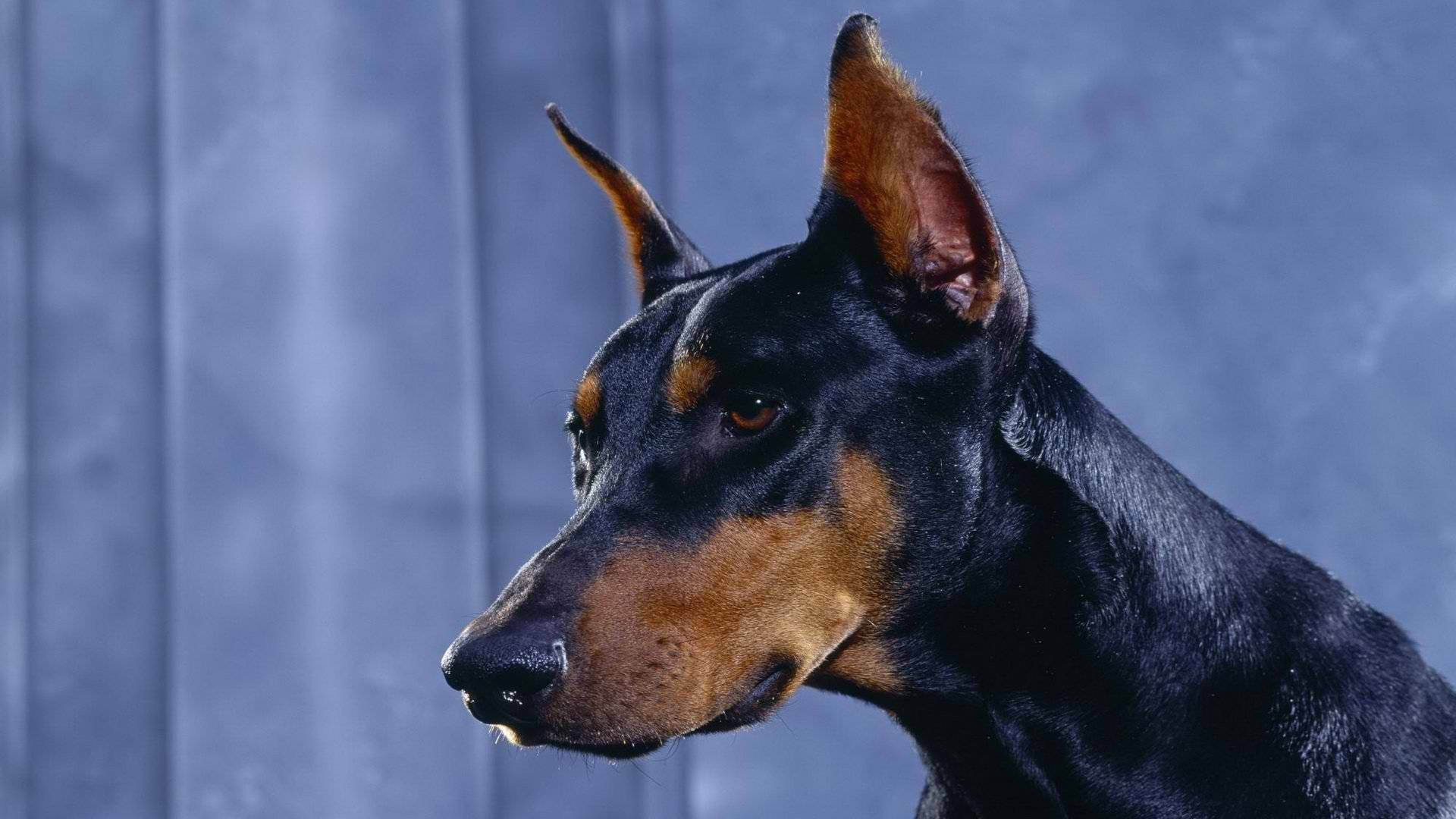 Doberman Pinscher, fierce eyes, black and tan coat, Full HD Desktop Wallpaper