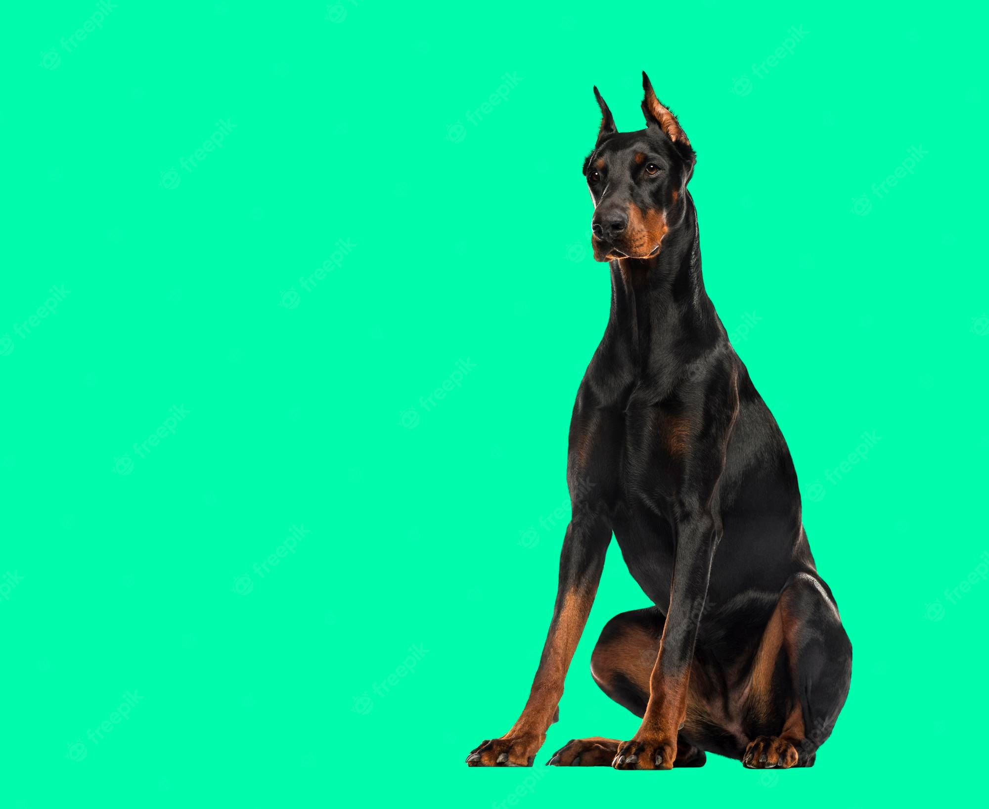 Doberman Pinscher, black and tan, vibrant teal background, Full HD Desktop Wallpaper
