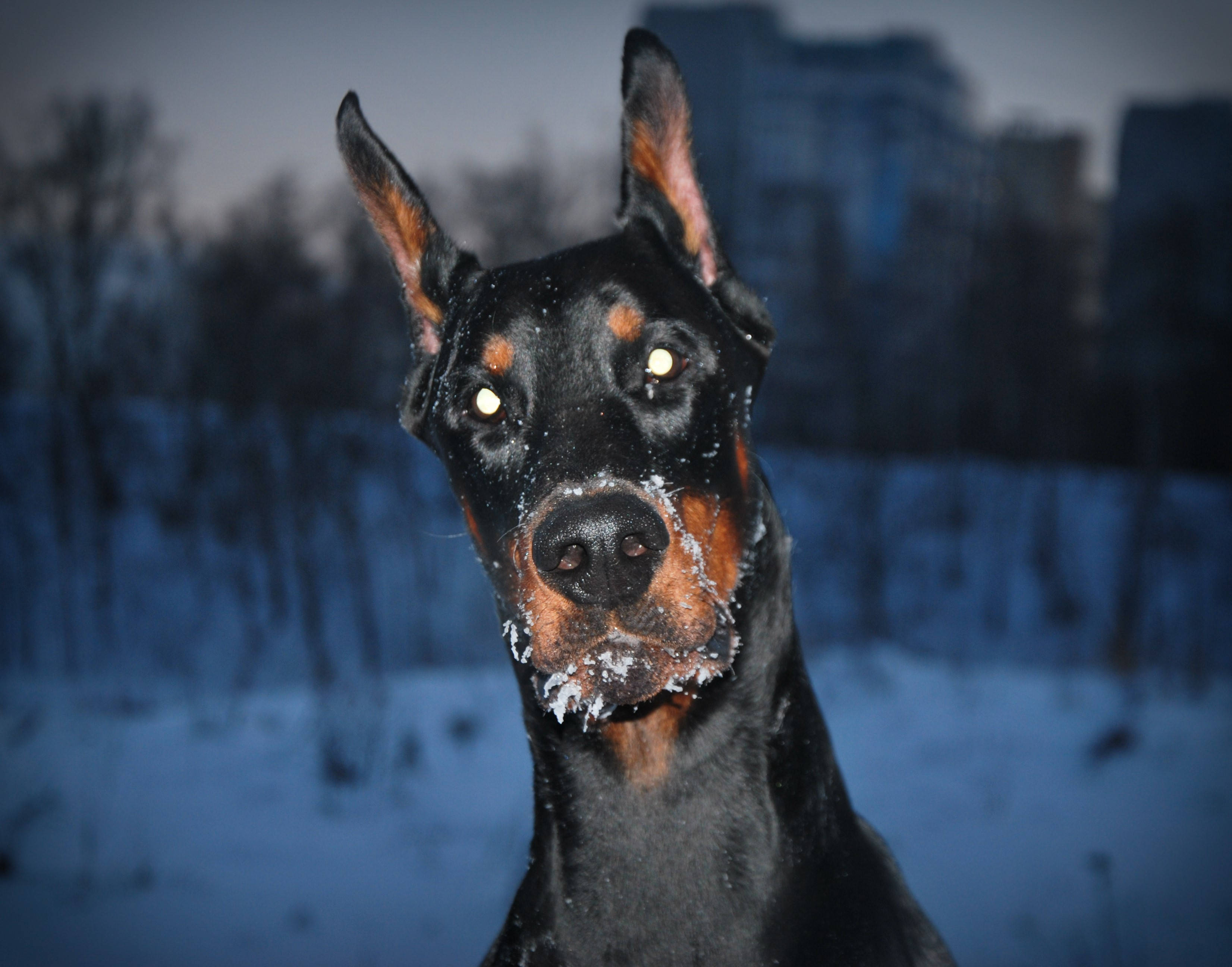 Doberman Pinscher, snow on its muzzle, snowy urban backdrop, 2K Desktop Wallpaper