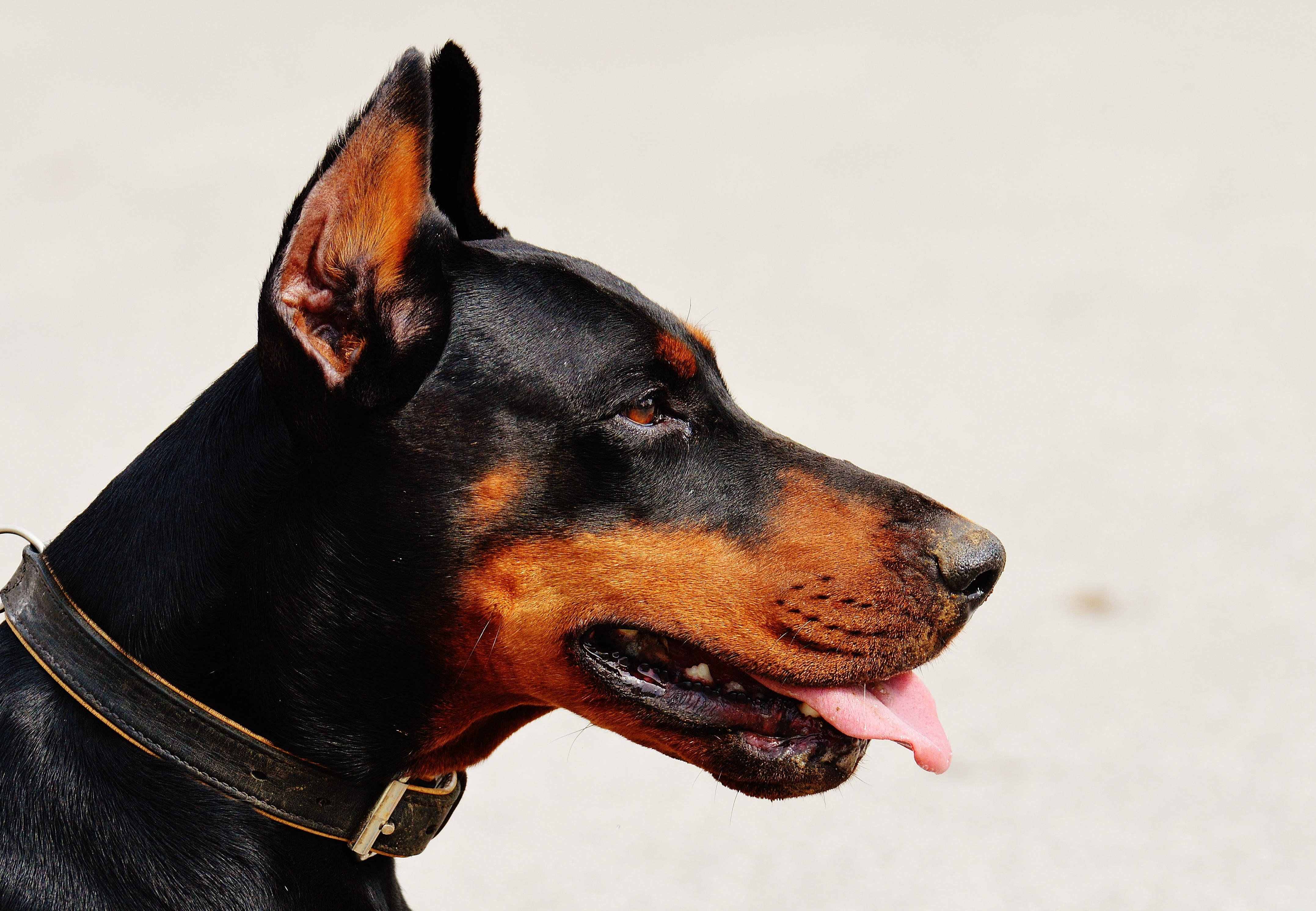 Doberman Pinscher, black and tan, profile, 4K Desktop Wallpaper