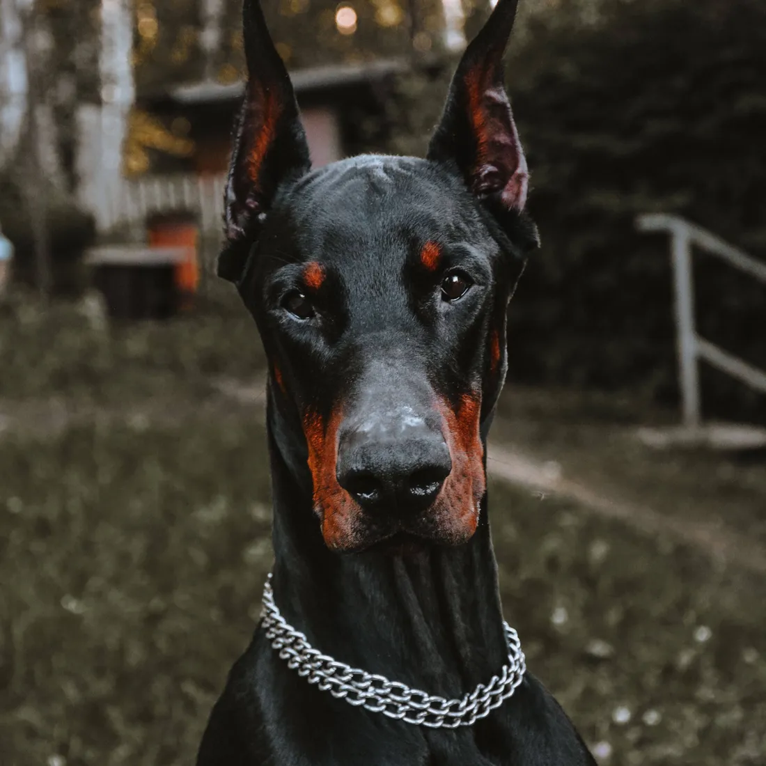 Doberman Wallpapers