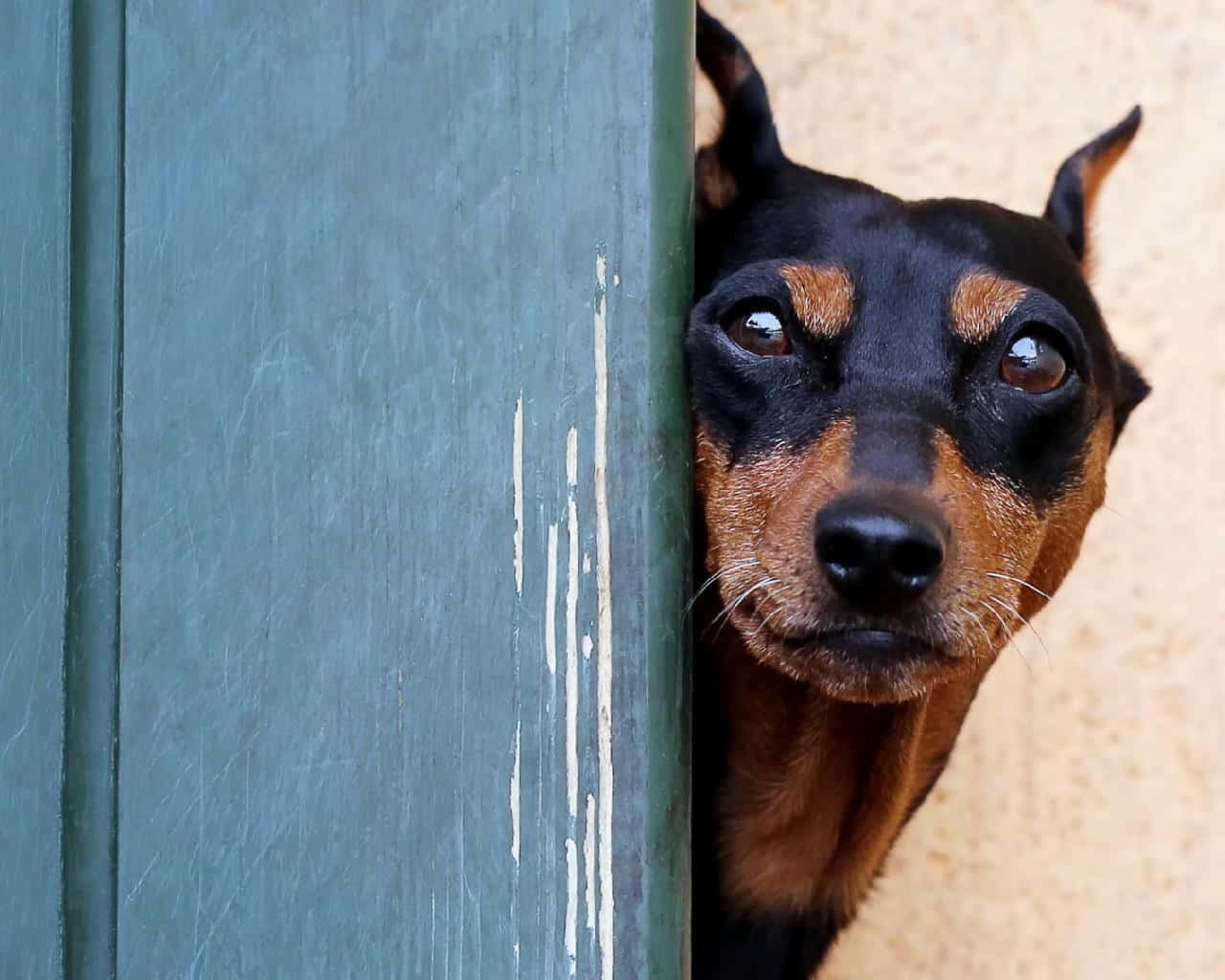 Doberman, black and tan, weathered green wooden door, HD Desktop Wallpaper