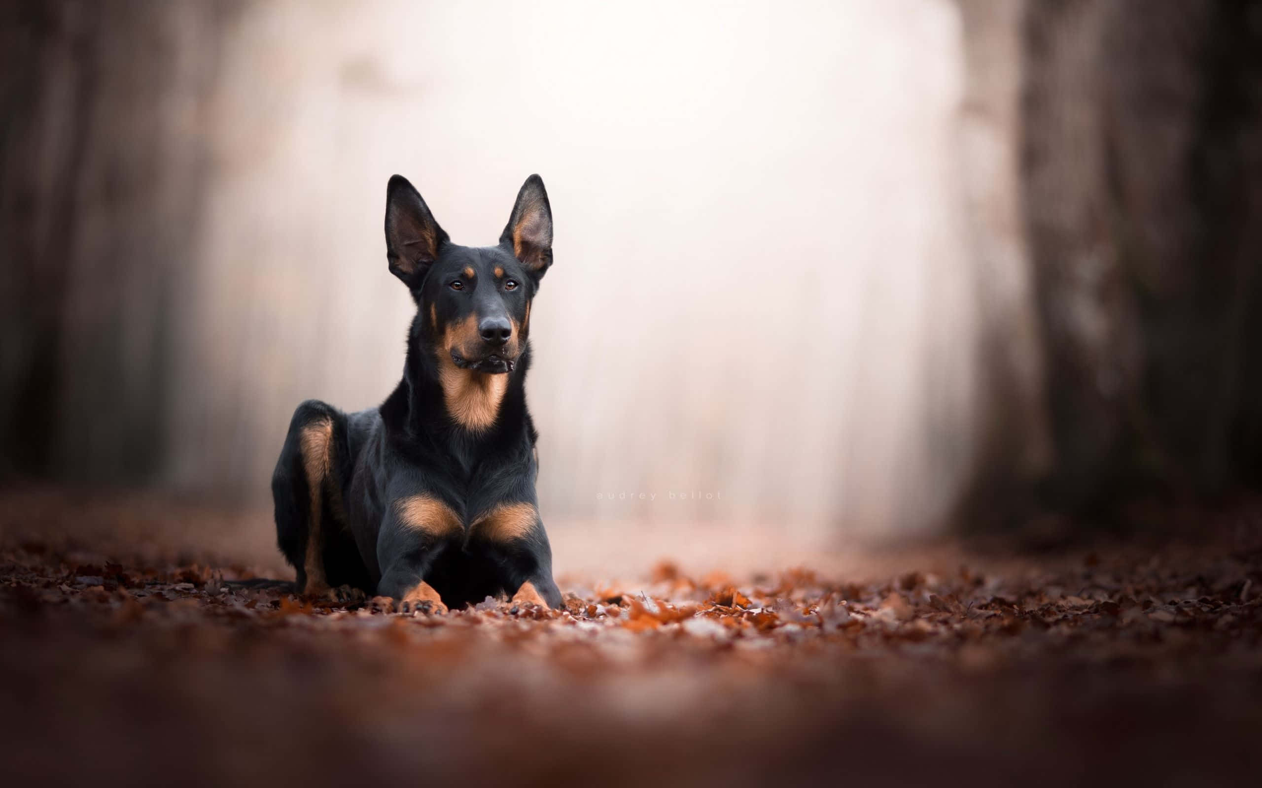Doberman, black and tan, autumn leaves, 2K Desktop Wallpaper