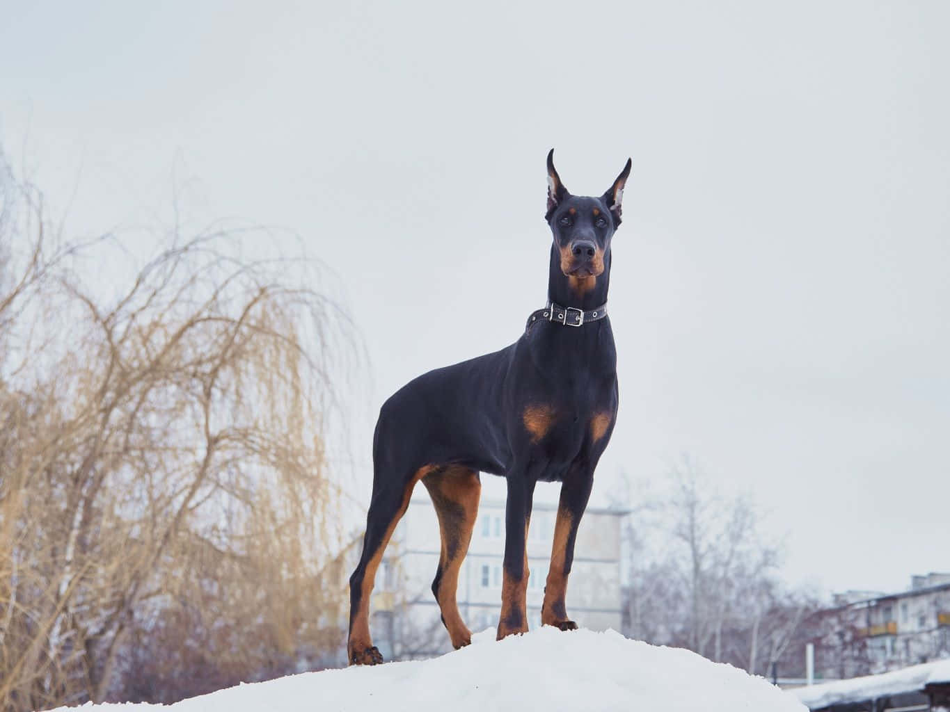 Doberman, snowy mound, pale winter sky, HD Desktop Wallpaper