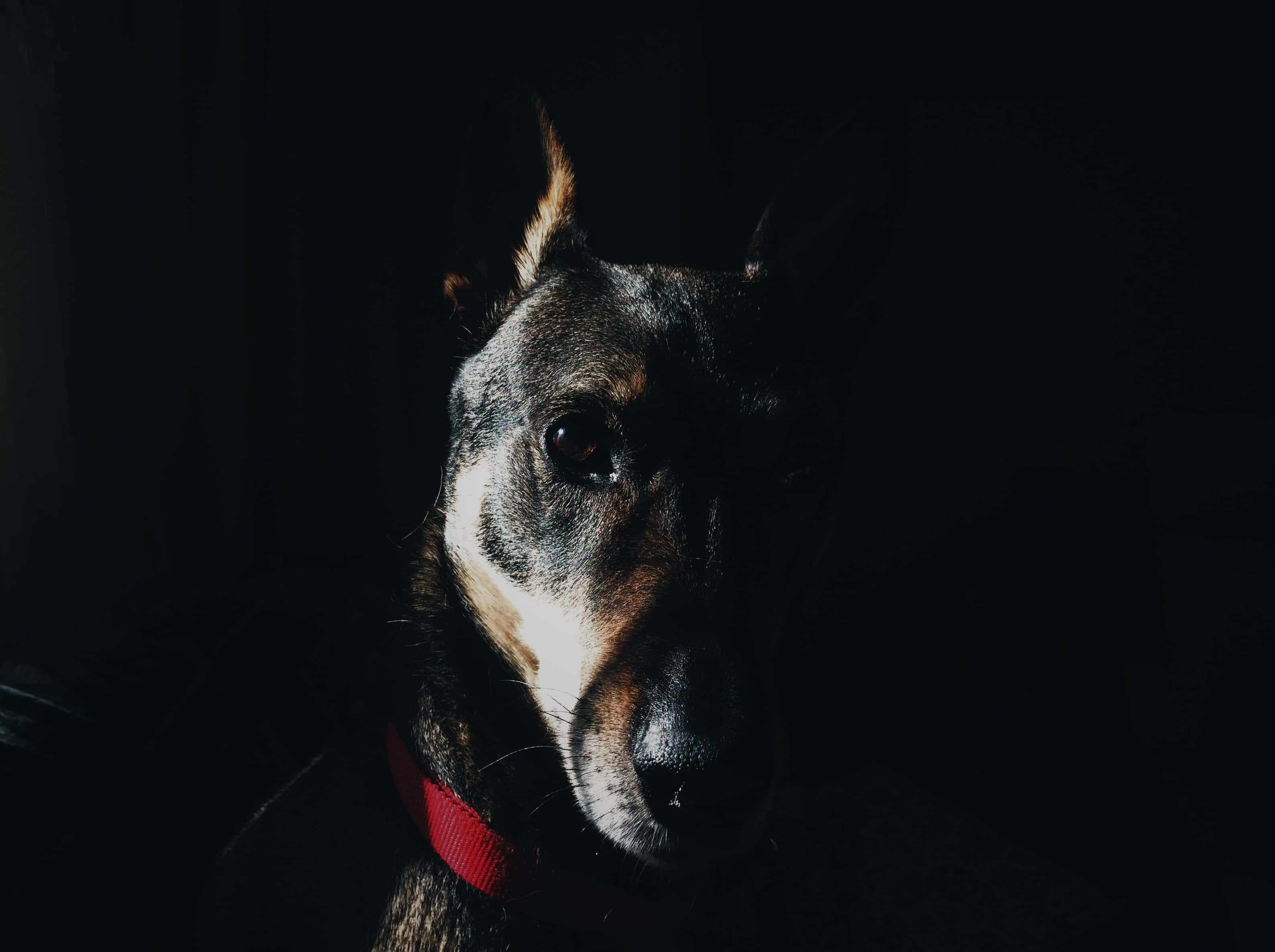 Doberman, Dark, red collar, 2K Desktop Wallpaper