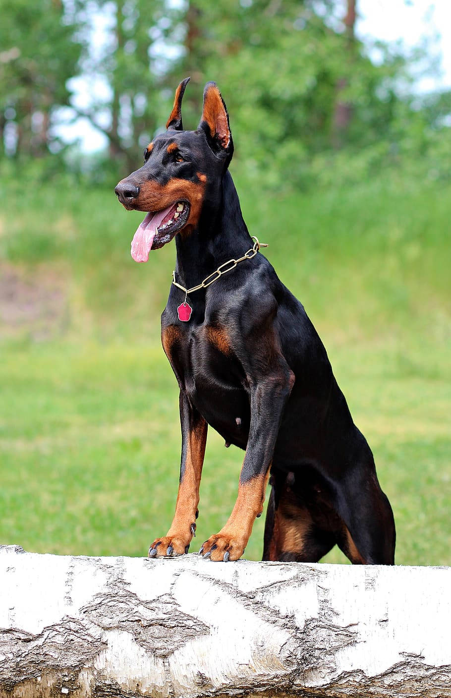 black and tan Doberman Pinscher, weathered birch log, sunlit grassy field, HD Phone Wallpaper