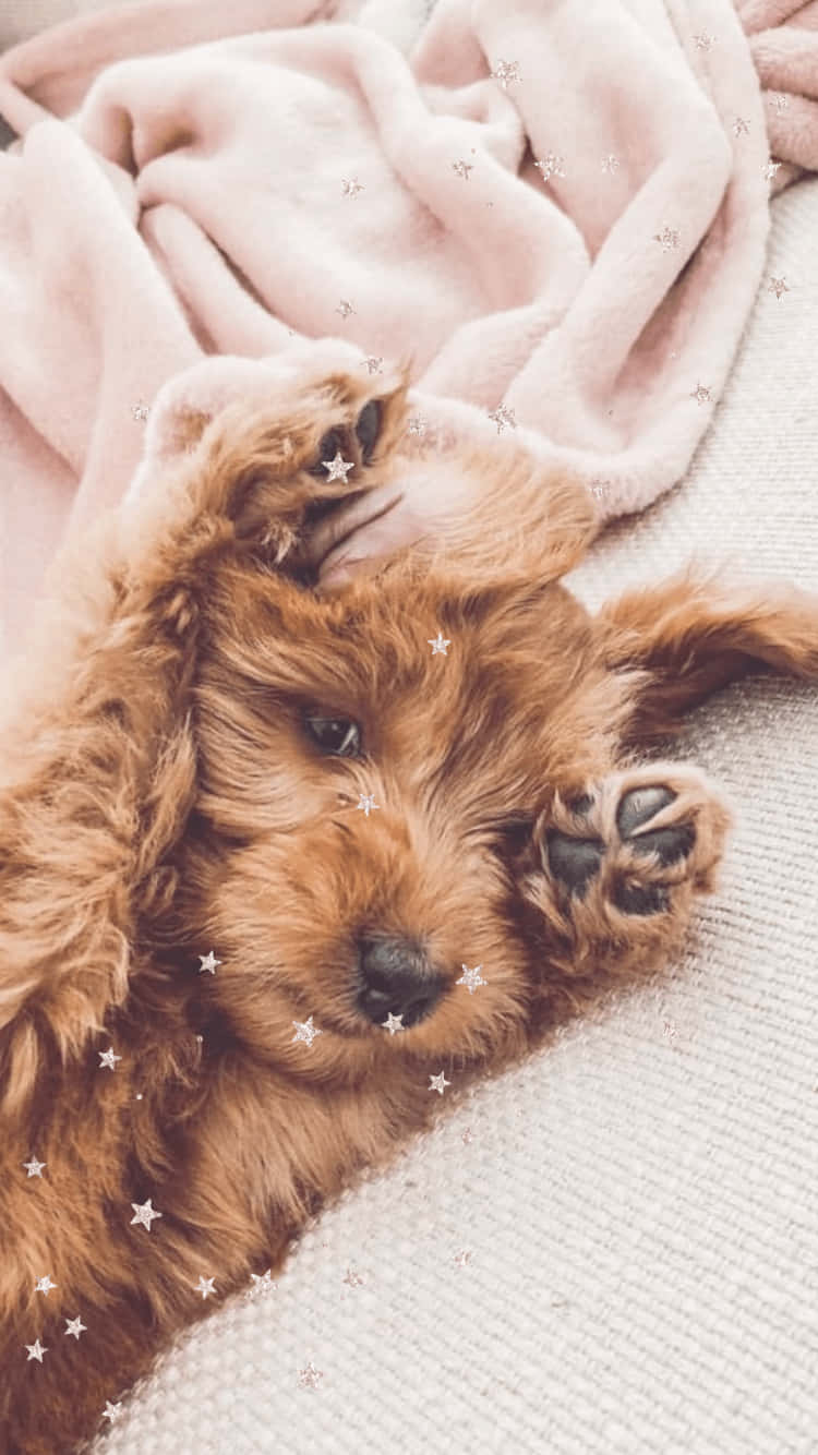fluffy brown puppy, soft pink blanket, star glitter overlay, HD Phone Wallpaper