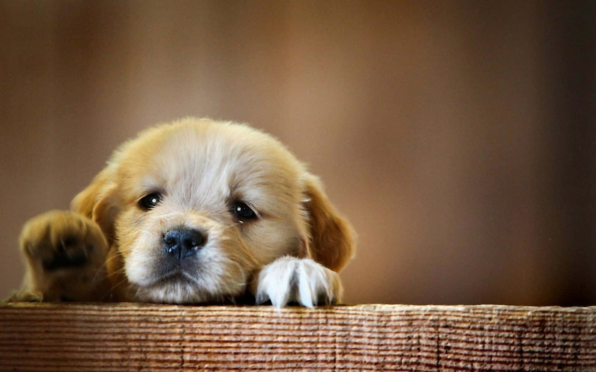 golden retriever puppy, textured wooden ledge, soft fur, Full HD Desktop Wallpaper