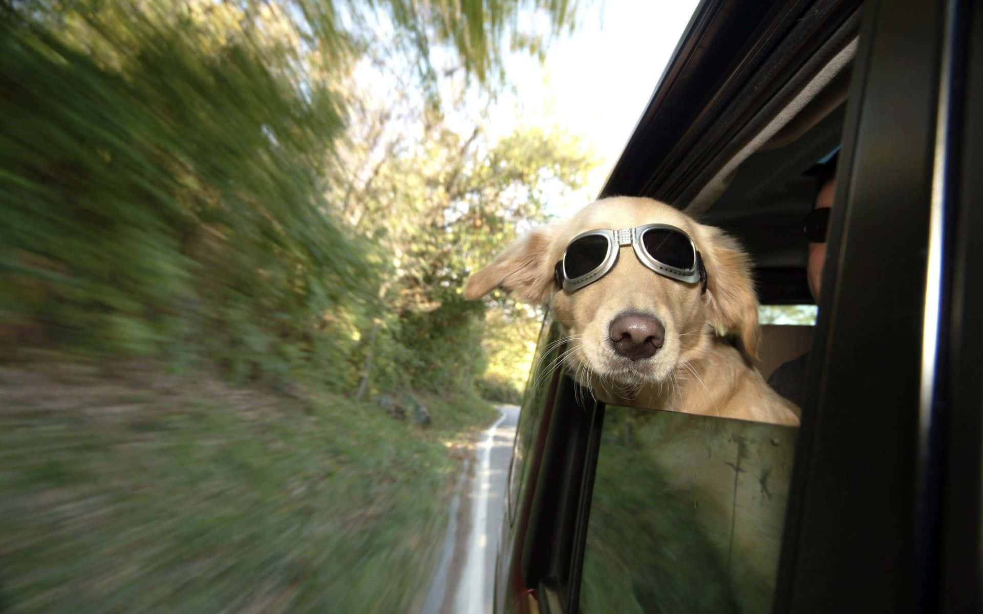 golden retriever, aviator sunglasses, car window, Full HD Desktop Wallpaper