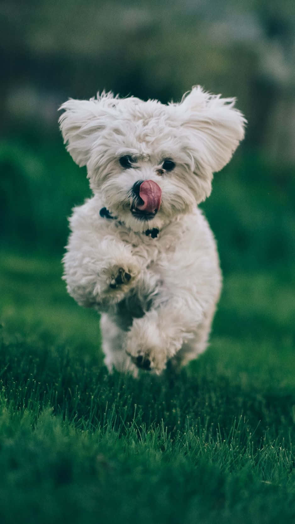 Calm Canine Serenity, fluffy white dog, vibrant green grass, HD Phone Wallpaper