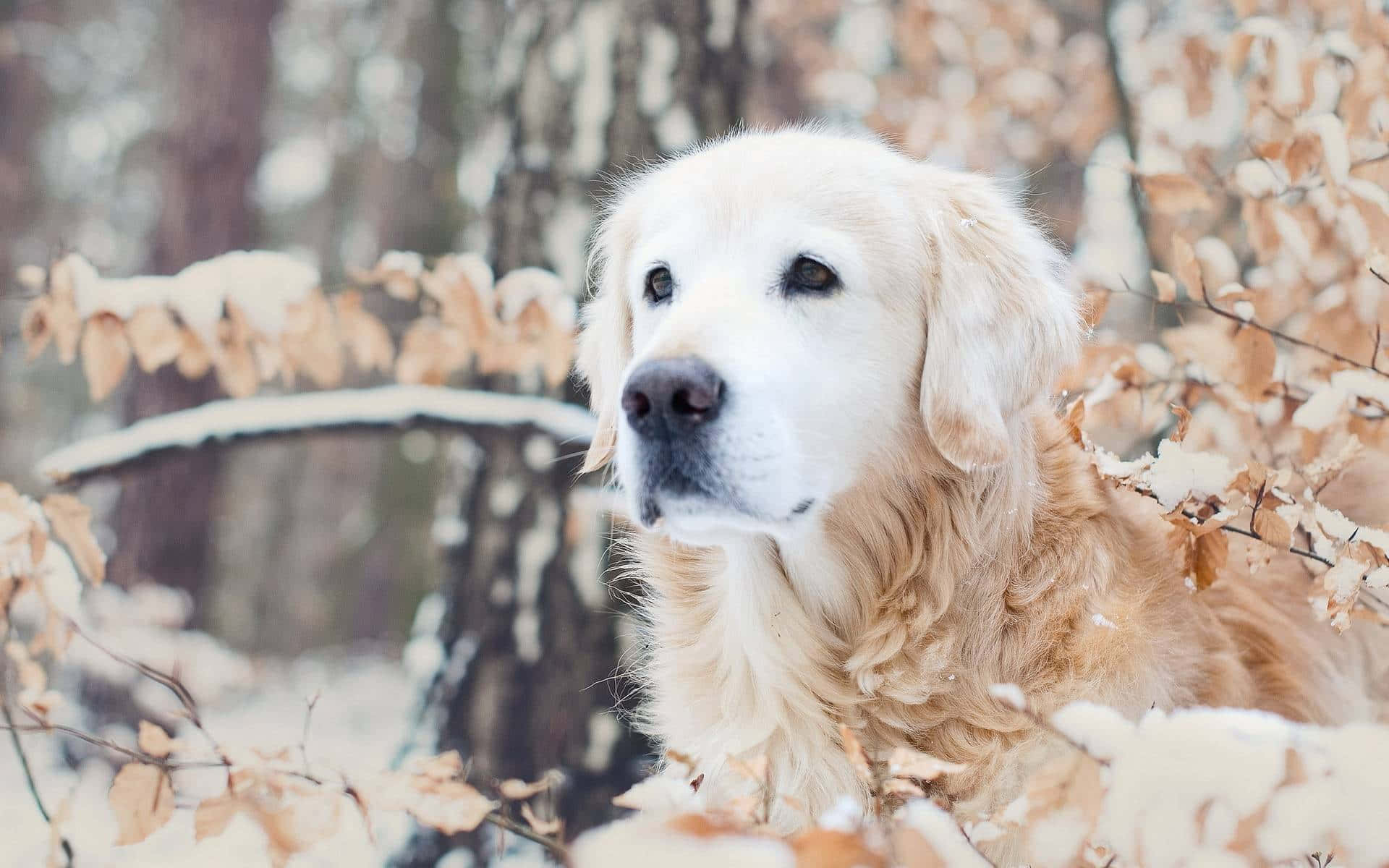 golden retriever, snow, snow-dusted branches, Full HD Desktop Wallpaper
