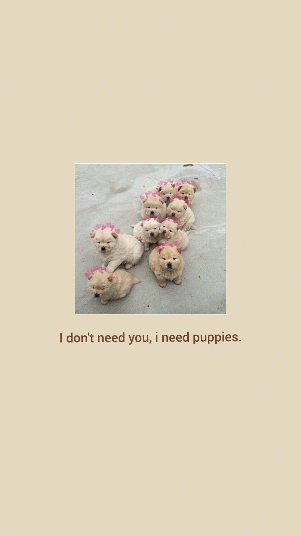 cream-colored puppies, tiny pink bows, light gray surface, HD Phone Wallpaper