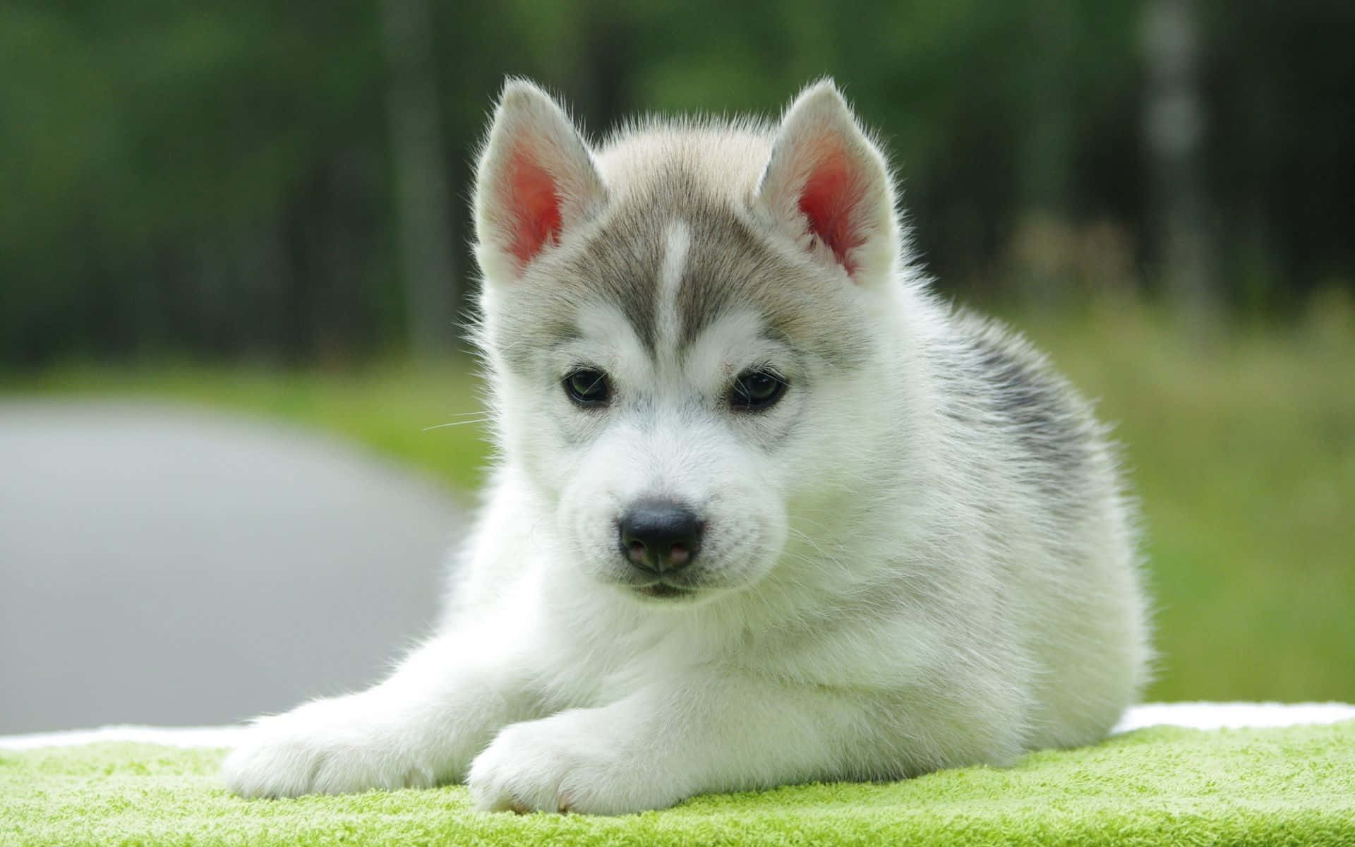 husky puppy, blue eyes, green blanket, Full HD Desktop Wallpaper