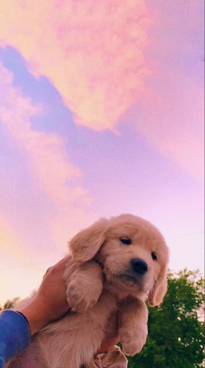 golden retriever puppy, pink and purple sunset sky, SD Phone Wallpaper