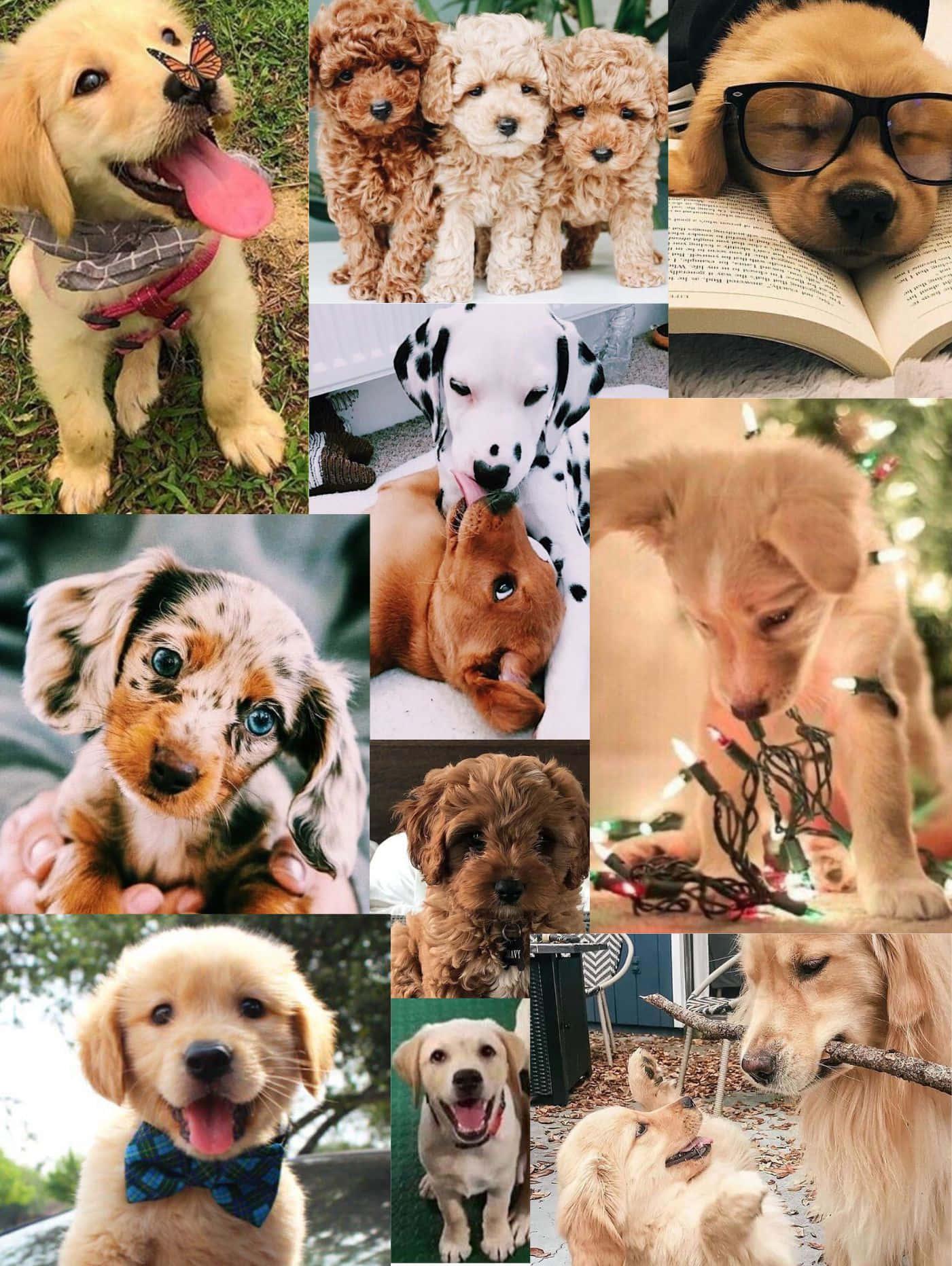 dog aesthetic, puppies, glasses, HD Phone Wallpaper