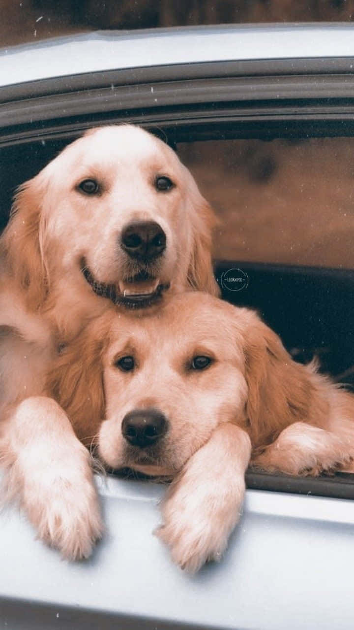 golden retrievers, car window, joyful expressions, SD Phone Wallpaper