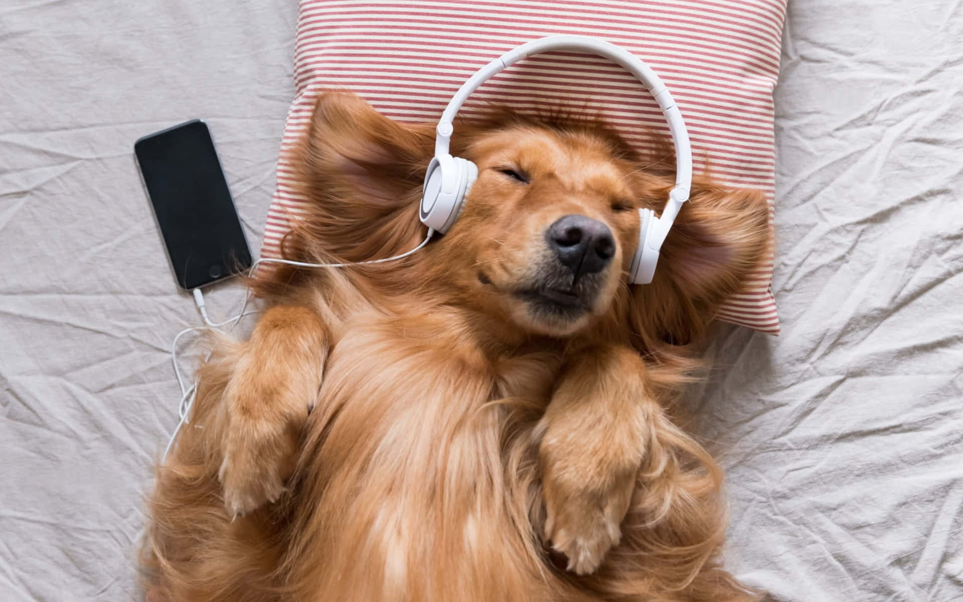 golden retriever, white headphones, smartphone, Full HD Desktop Wallpaper