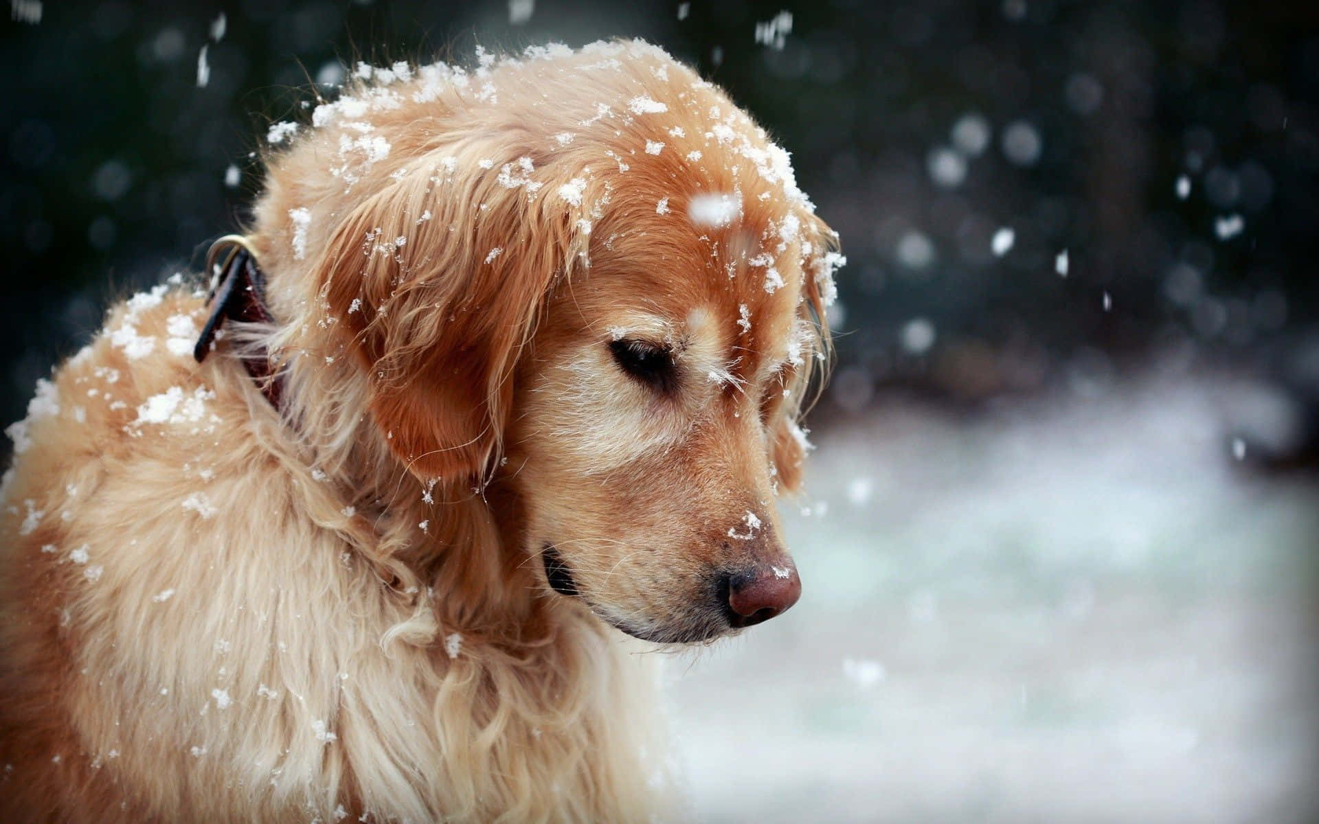 golden retriever, snowflakes, snowy winter scene, Full HD Desktop Wallpaper