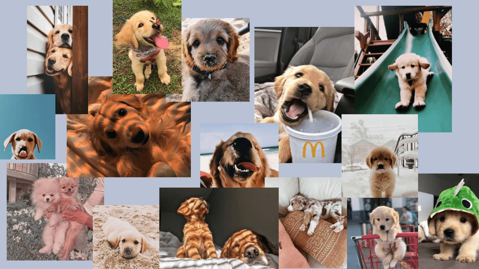 golden retriever puppies, playful, adorable moments, Full HD Desktop Wallpaper