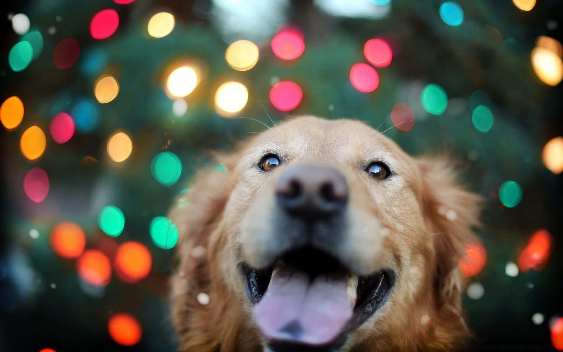 golden retriever, Christmas tree, colorful bokeh holiday lights, Full HD Desktop Wallpaper