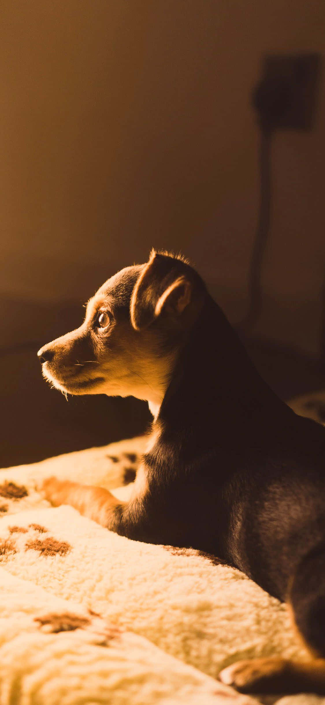 puppy, cozy blanket, warm golden light, Full HD Phone Wallpaper