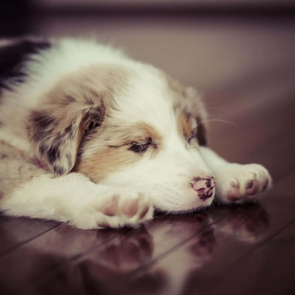 merle puppy, dark wooden floor, soft focus background, SD Desktop Wallpaper