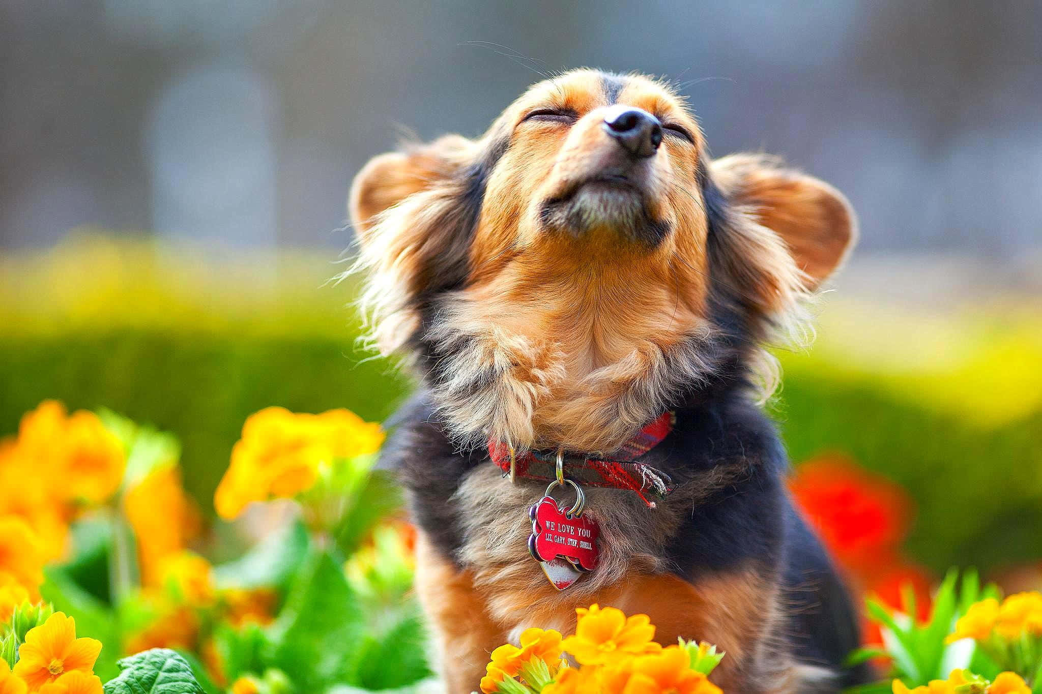 dachshund, floppy ears, red collar, Full HD Desktop Wallpaper
