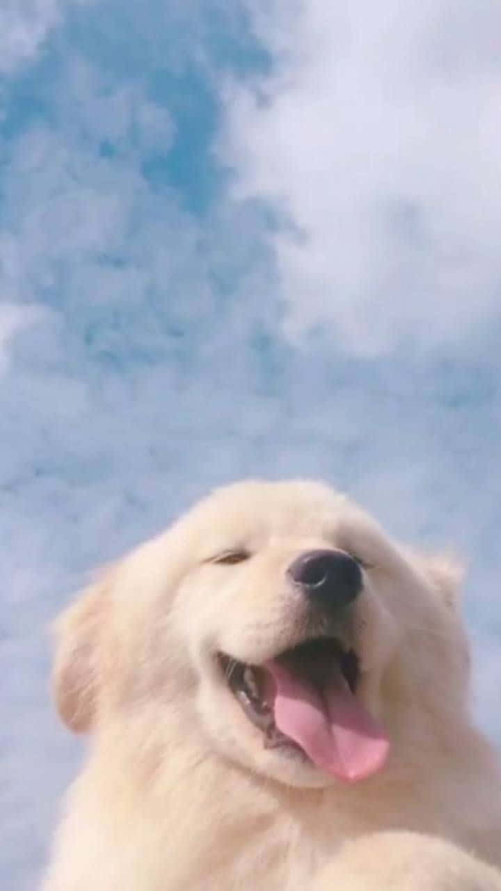 Whimiscal White Dog, fluffy golden puppy, bright blue sky, HD Phone Wallpaper