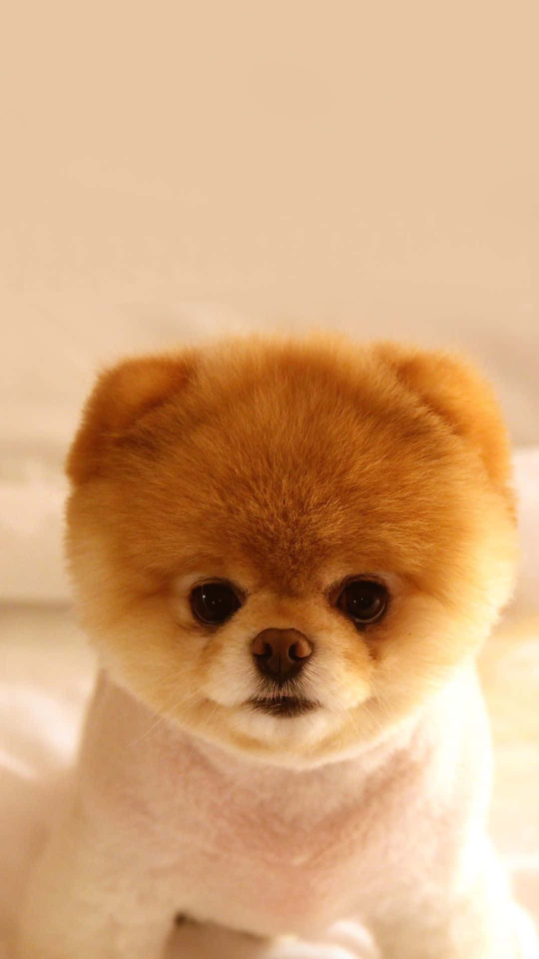 Pomeranian, fluffy orange, big dark eyes, Full HD Phone Wallpaper