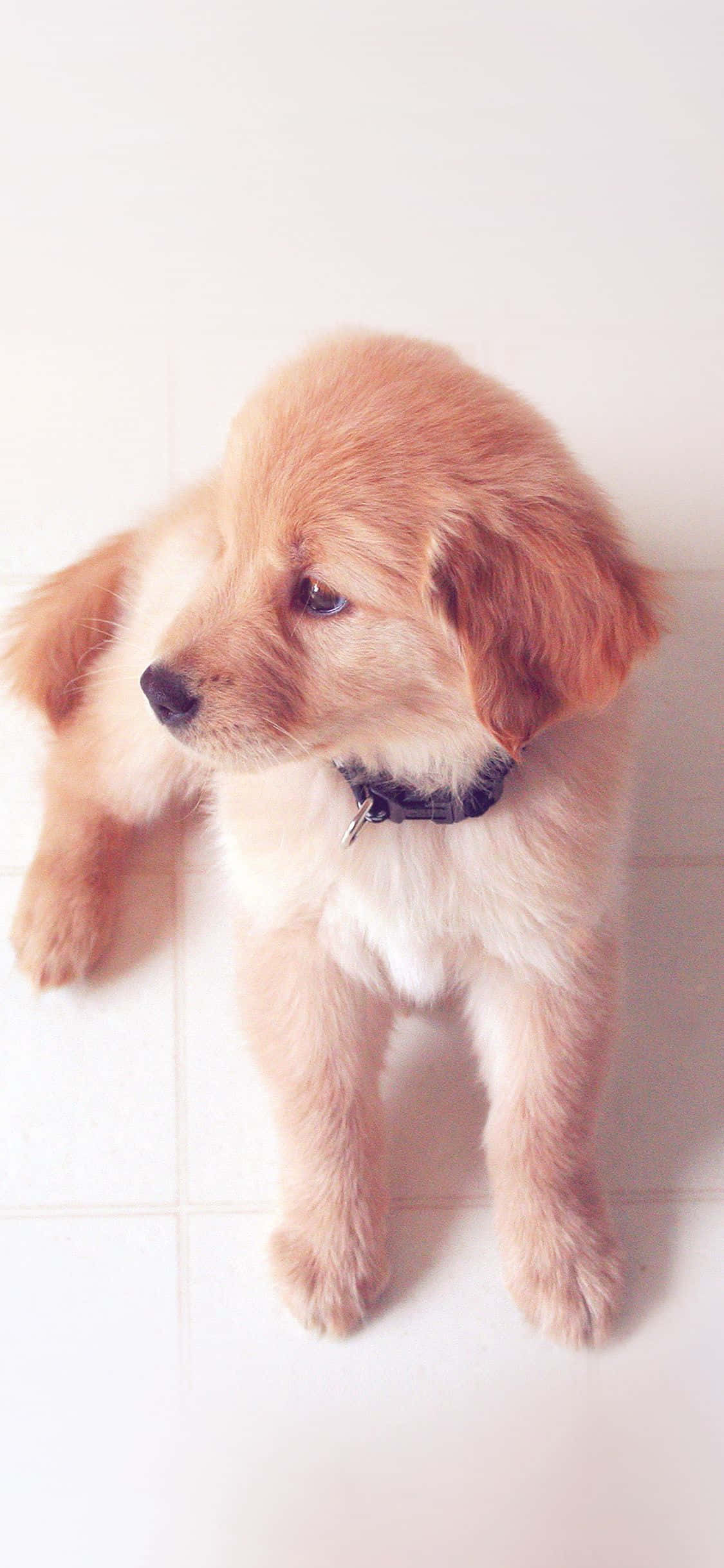 golden retriever, black collar, white tiled floor, Full HD Phone Wallpaper