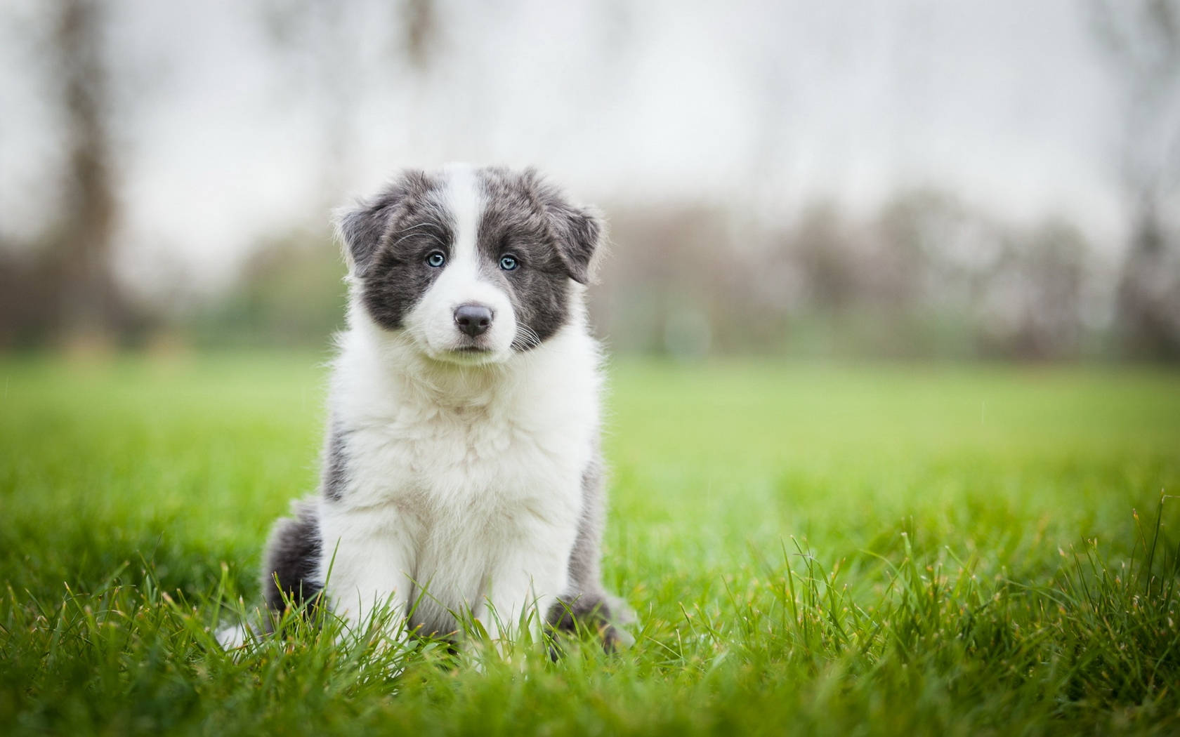 border collie puppy, blue-eyed, vibrant green grass, HD Desktop Wallpaper