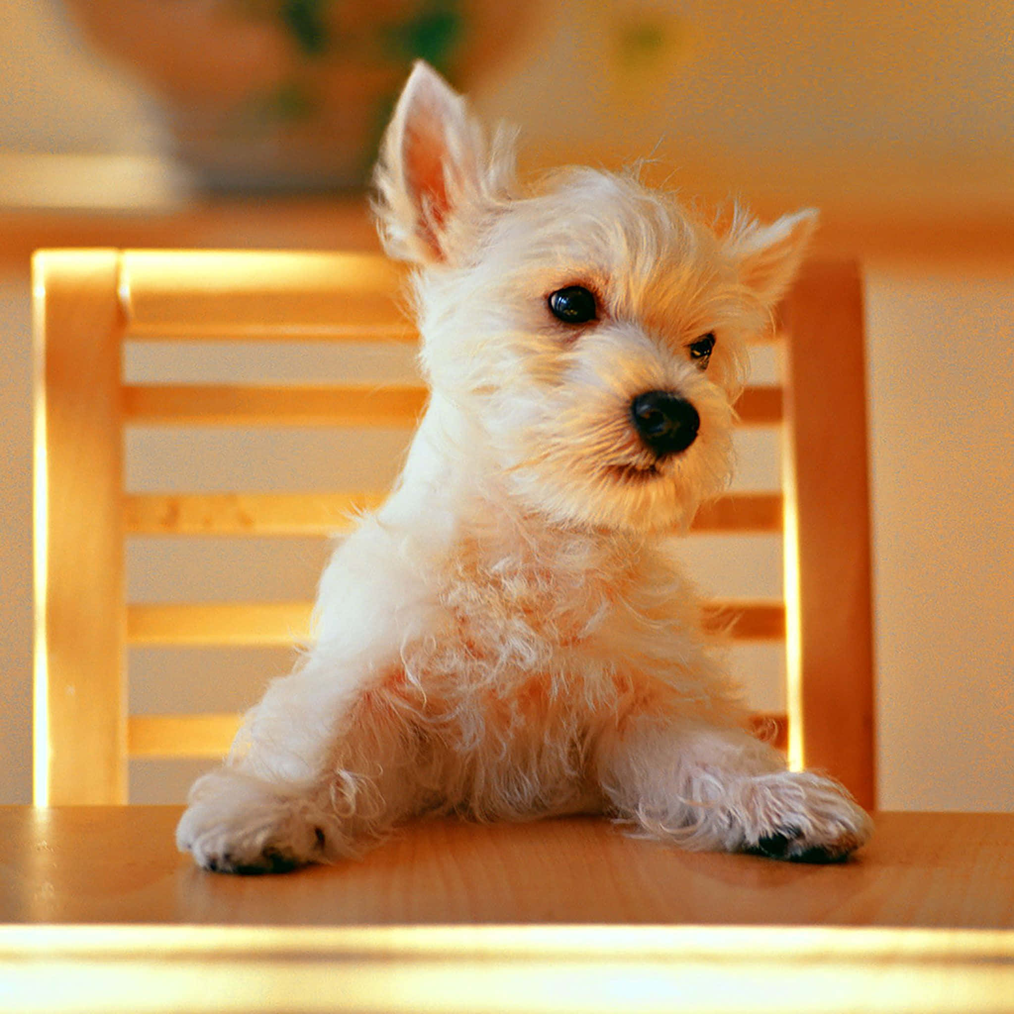 puppy, fluffy white, wooden chair, Full HD Desktop Wallpaper