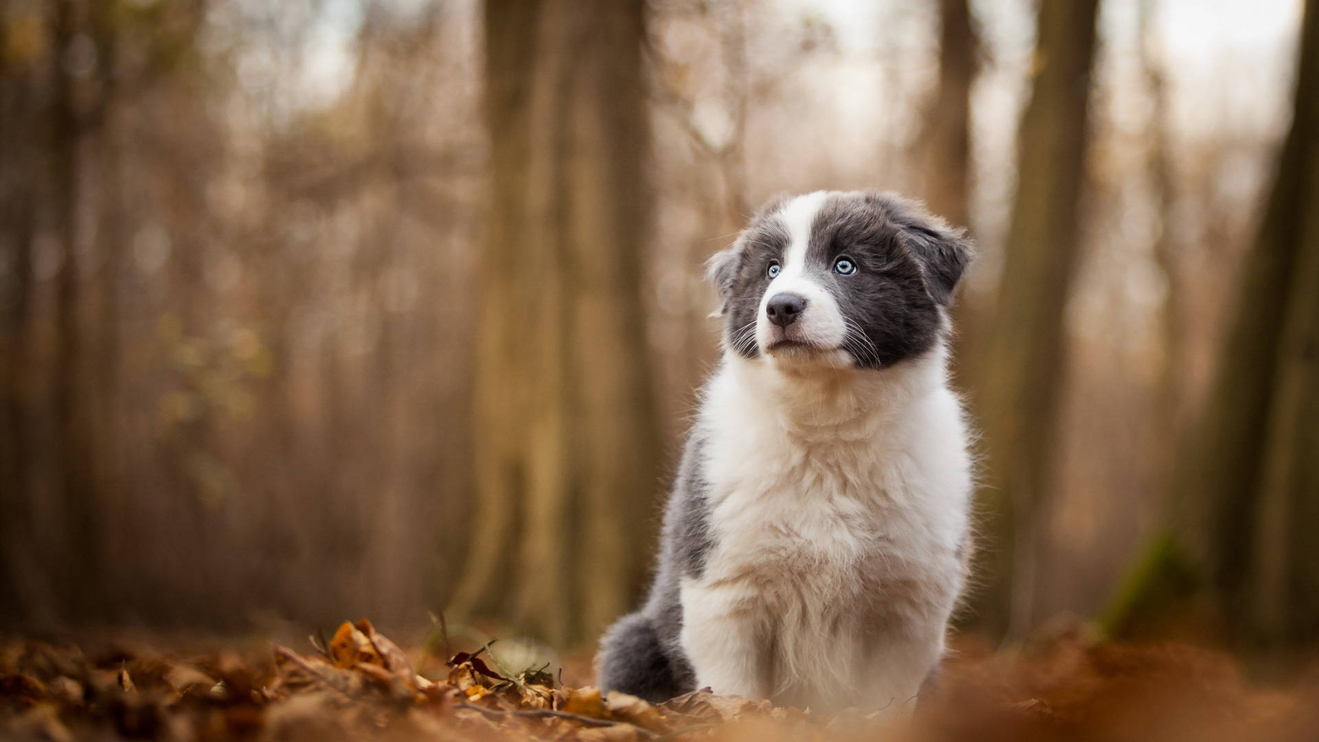 blue border collie puppy, golden autumn leaves, sunlit forest, Full HD Desktop Wallpaper
