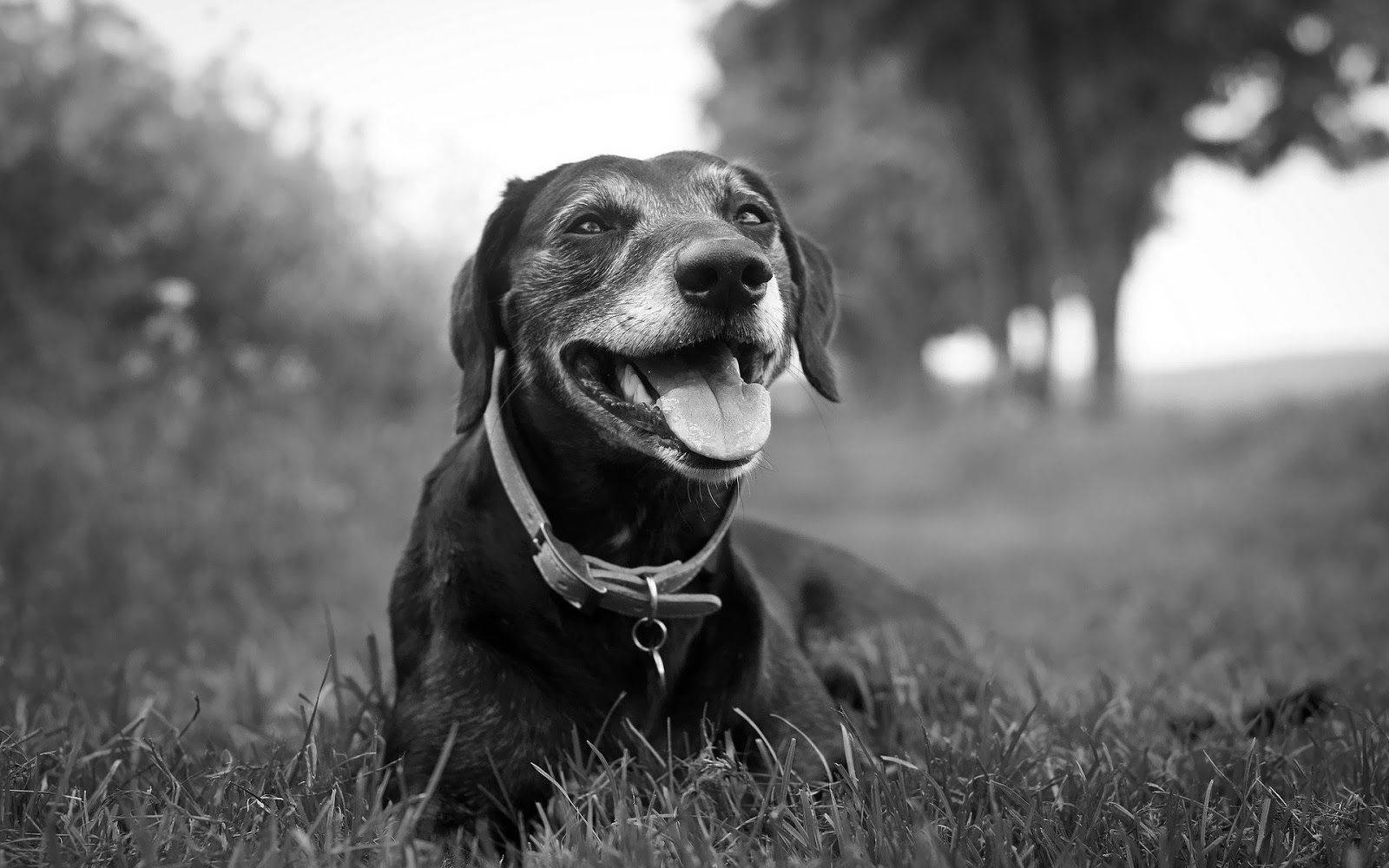 black and white dogs, grass, older dog, HD Desktop Wallpaper