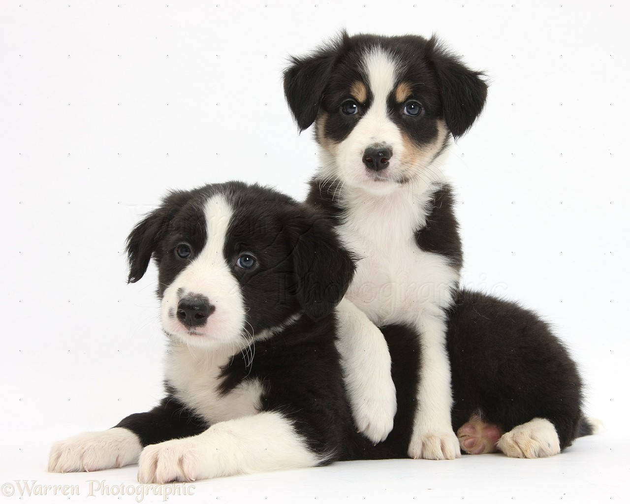 black and white border collie puppy, striking blue eyes, clean white background, HD Desktop Wallpaper