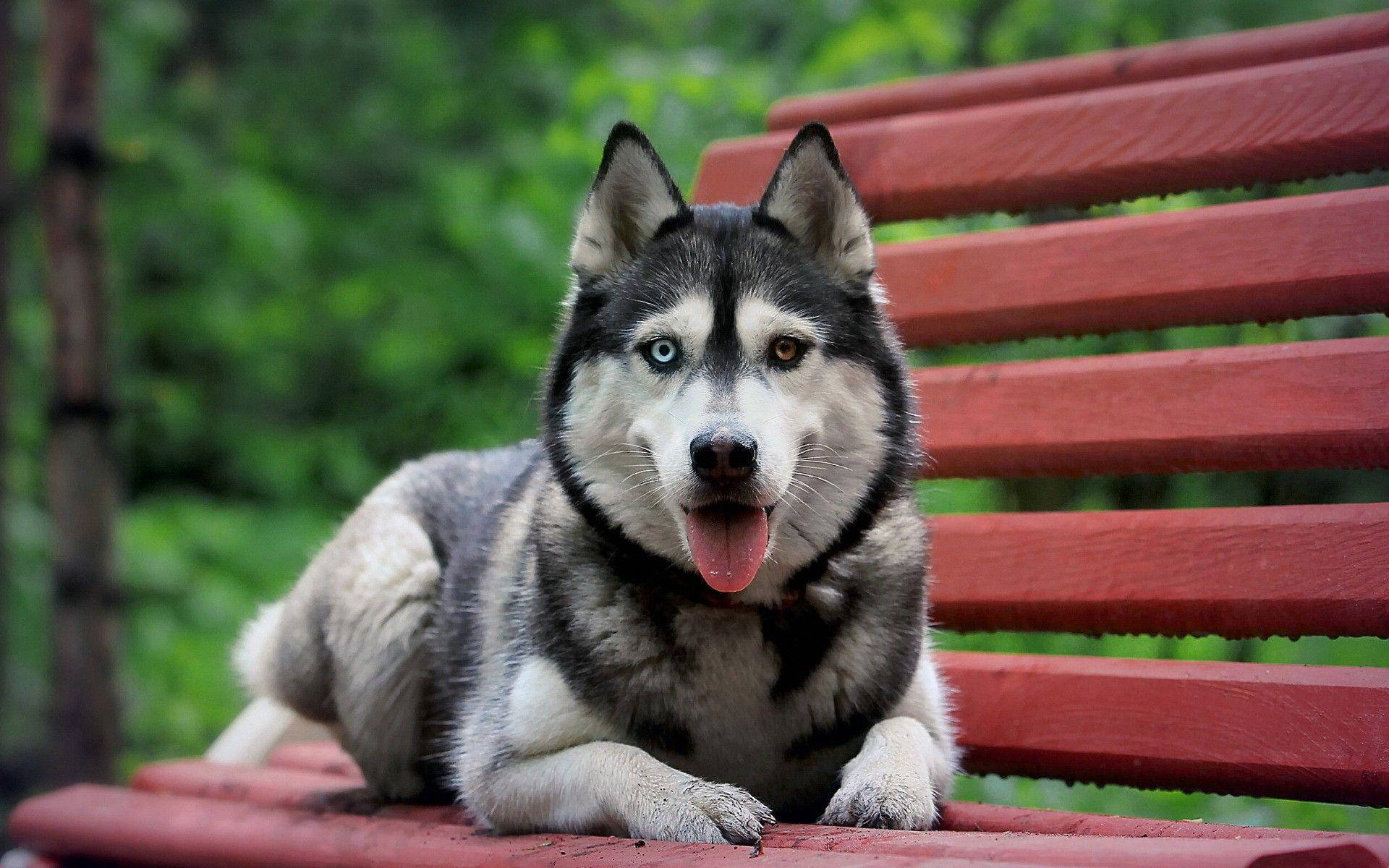 husky, blue and brown eyes, red wooden bench, Full HD Desktop Wallpaper