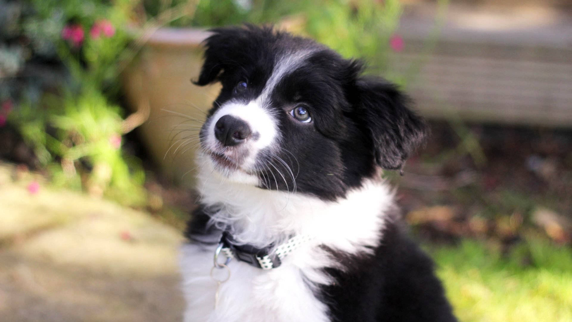 border collie puppy, black and white, bright blue eyes, Full HD Desktop Wallpaper
