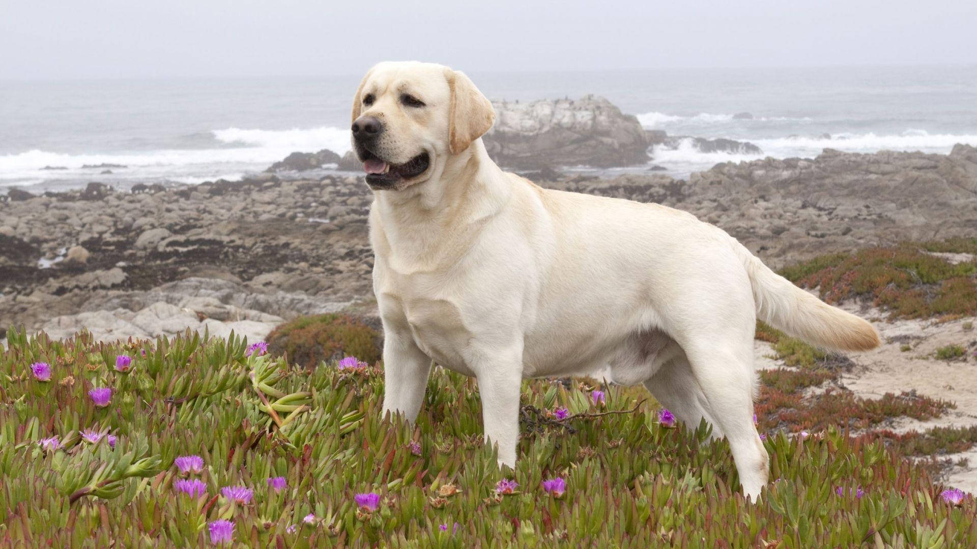 yellow labrador, rocky beach, purple flowers, Full HD Desktop Wallpaper