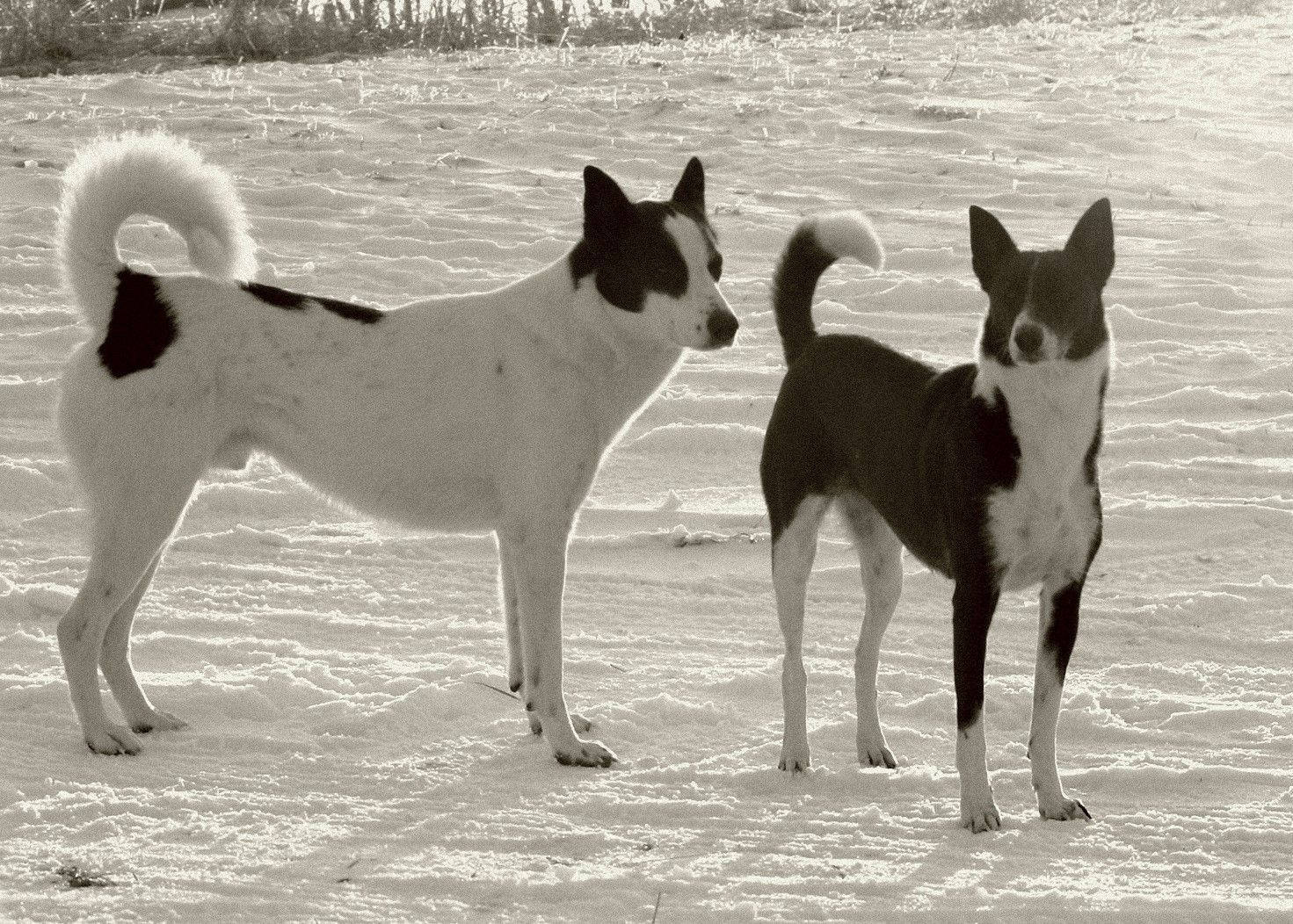 black and white dogs, snowy field, soft winter light, HD Desktop Wallpaper