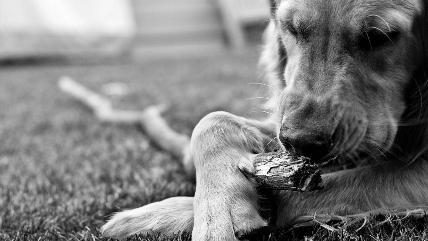 golden retriever, grass, rough stick, HD Desktop Wallpaper