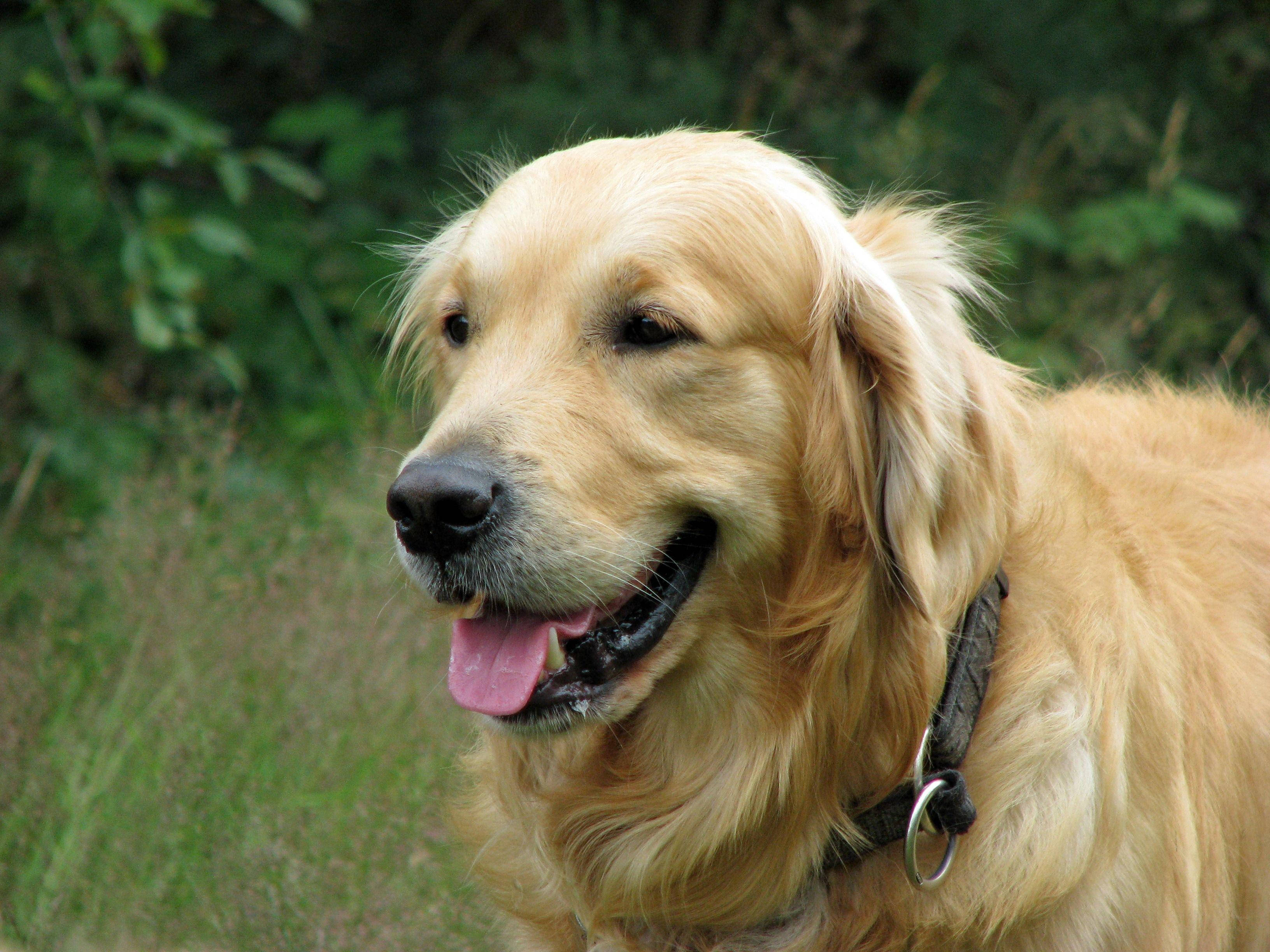 golden retriever, happy expression, tongue out, 2K Desktop Wallpaper