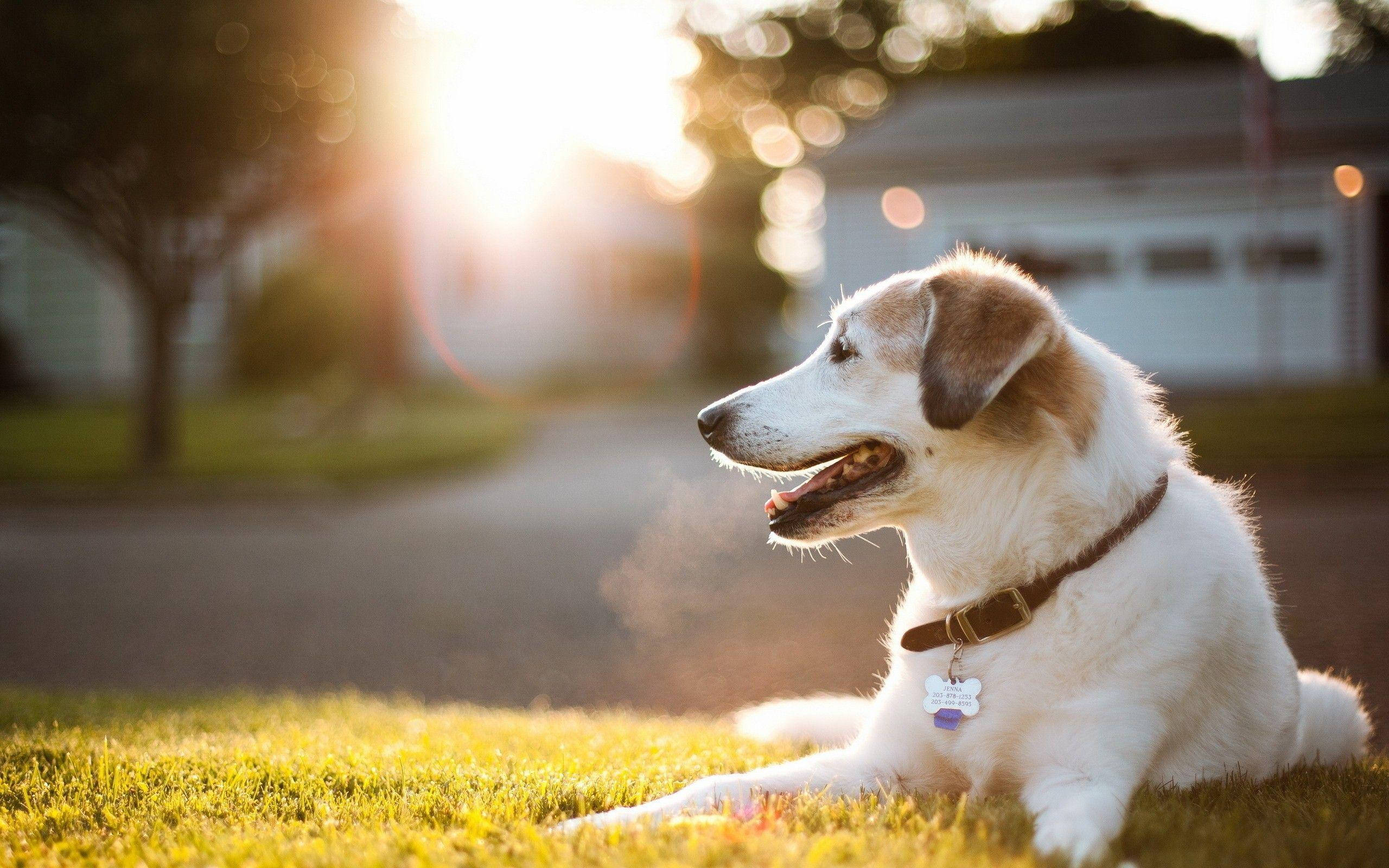 Chill Big Dog, white and brown dog, grass, 2K Desktop Wallpaper
