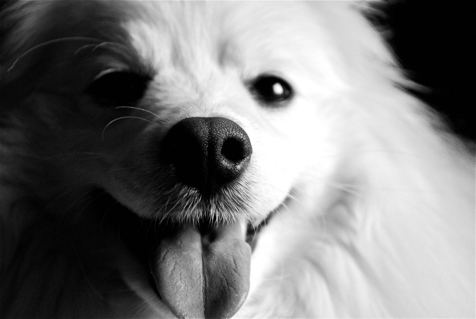 black and white dog, fluffy white dog, tongue out, HD Desktop Wallpaper