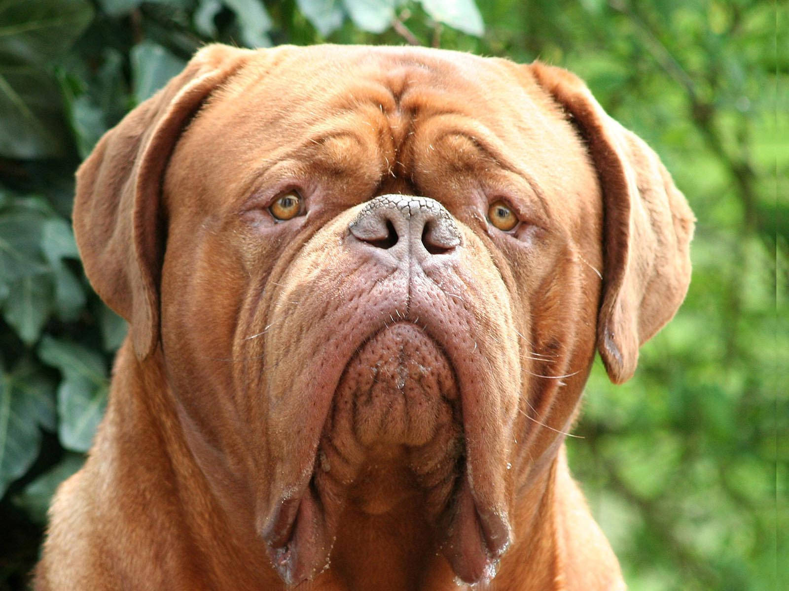 big dog, wrinkled brown dog, droopy jowls, HD Desktop Wallpaper